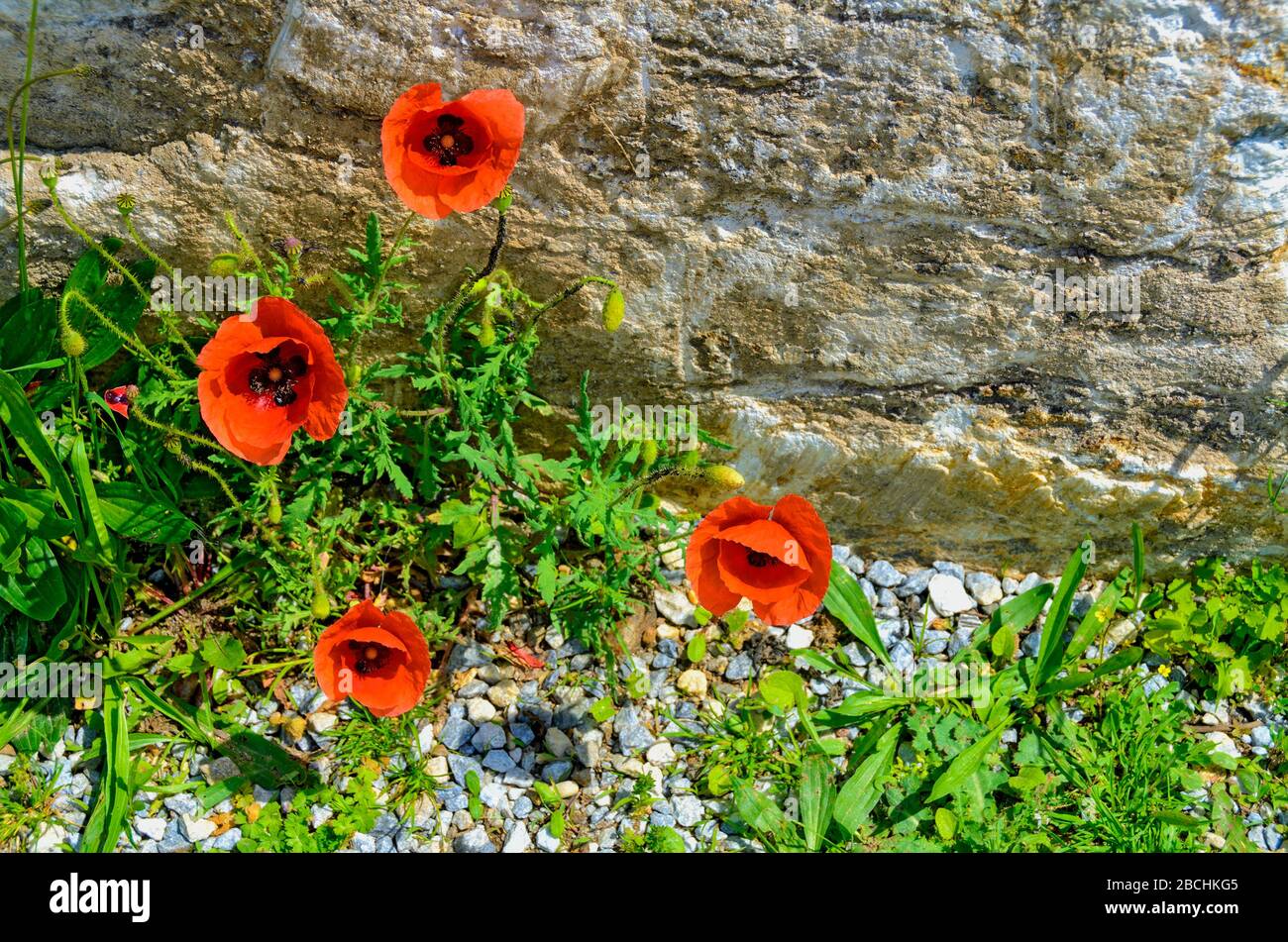 erbe selvatiche e papavero di mais prima di un muro di pietra al sole Foto Stock