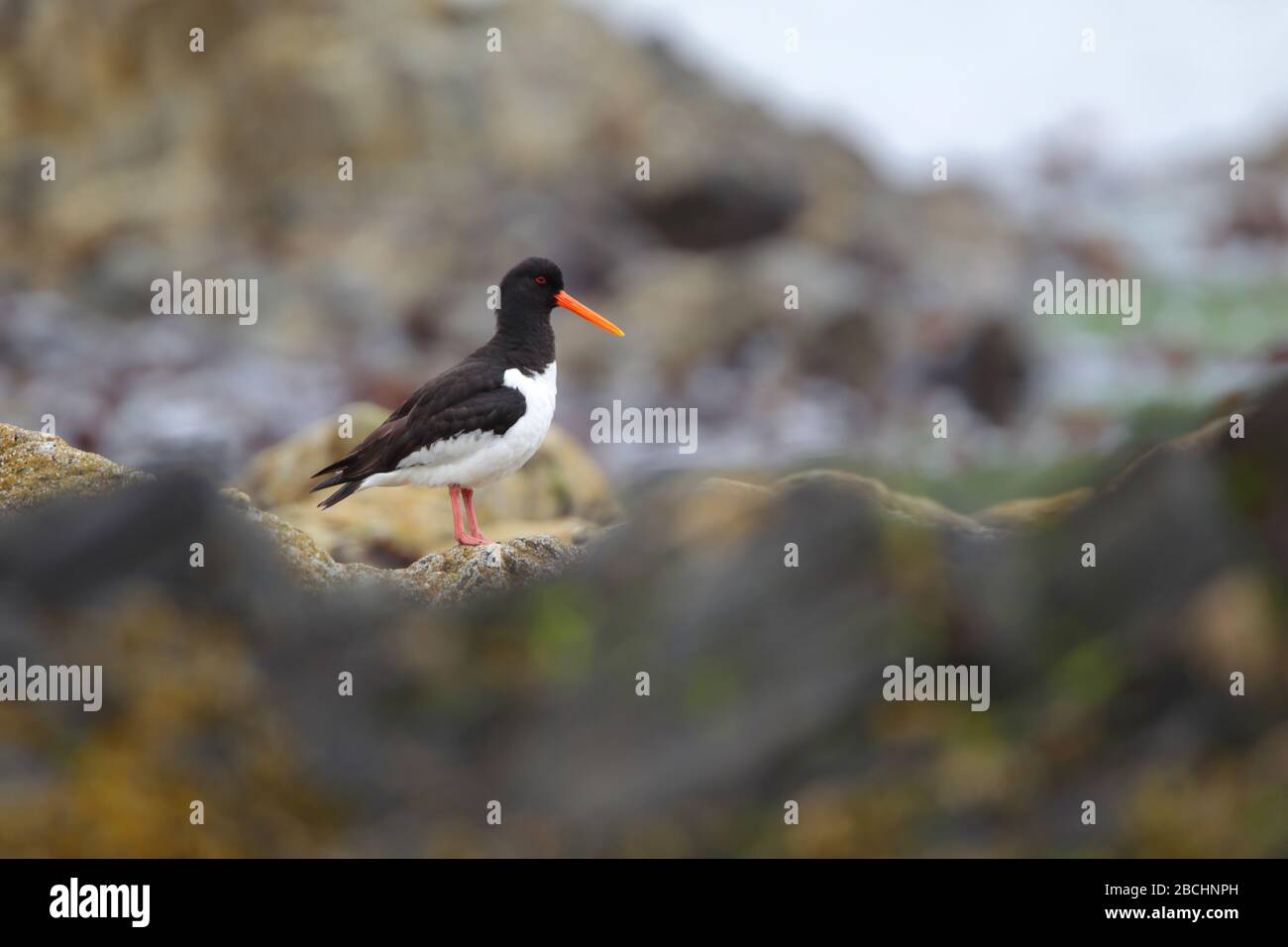 Un piumaggio adulto che allevia l'Oystercatcher eurasiatico (Haematopus ostralegus) a Shetland, Regno Unito Foto Stock