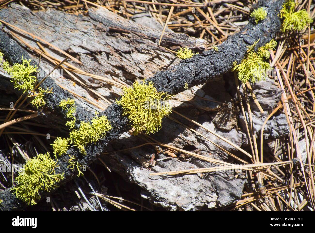 Licheni che crescono sul ceppo trovato al piano terra della foresta Foto Stock