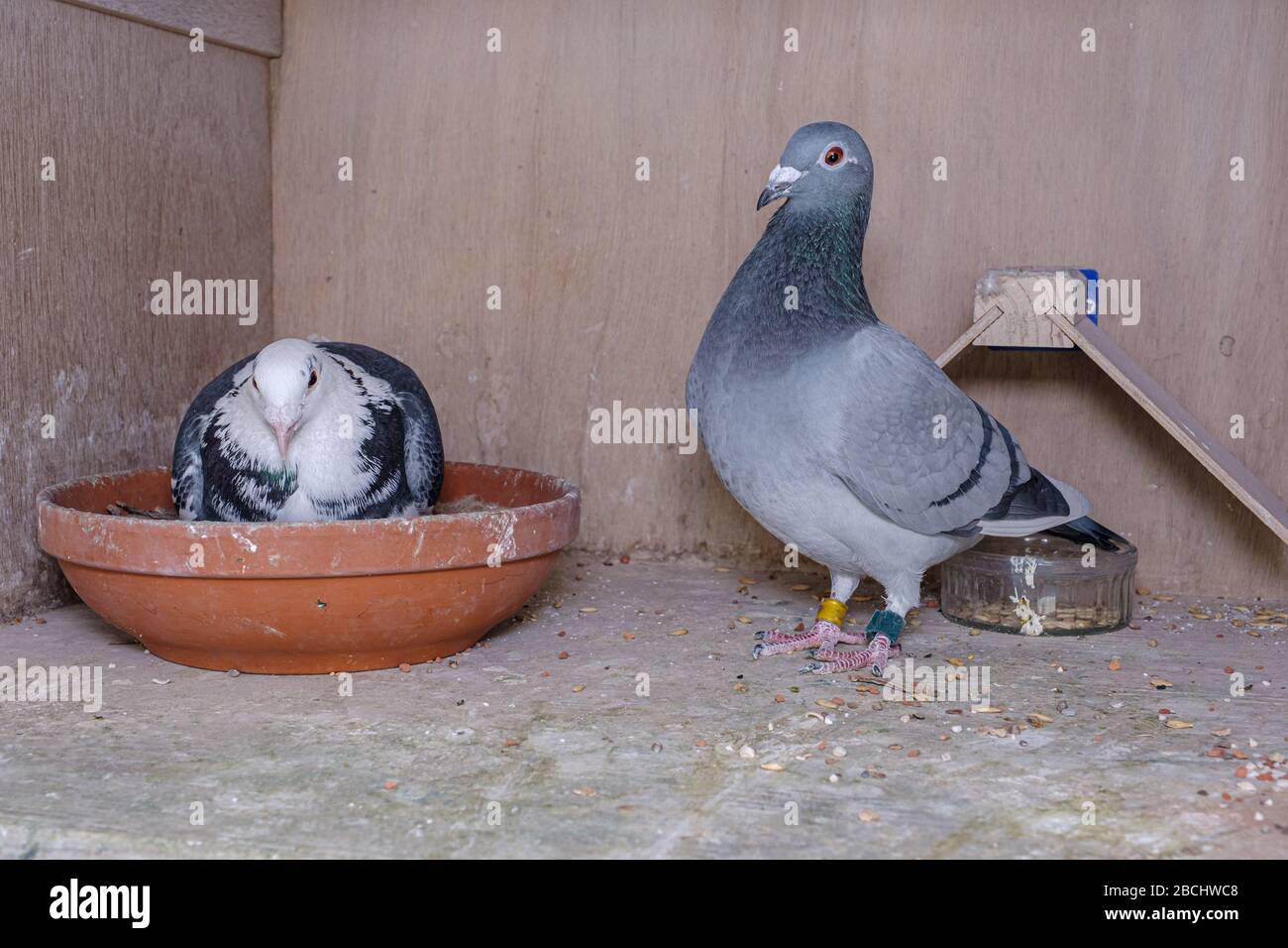 Coppia di piccioni nella loro scatola sul loft del piccione, i genitori si alternano a covare sulle uova Foto Stock