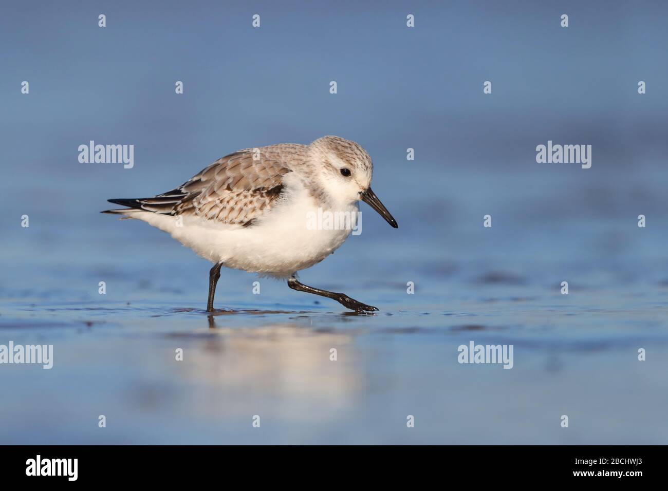 Un Sanderling (Calidris alba), un piccolo uccello di mare in non-allevamento piumaggio alimentare su una spiaggia in inverno nel nord Norfolk, Inghilterra, Regno Unito Foto Stock