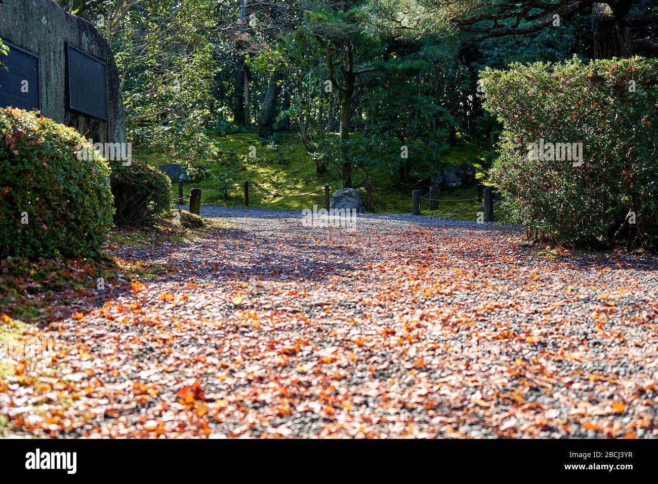 Percorso pieno di foglie rosse in una mattinata soleggiata Foto Stock