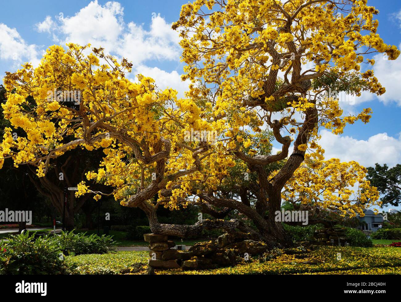 Tabebuia Tree a Napoli, Florida Foto Stock