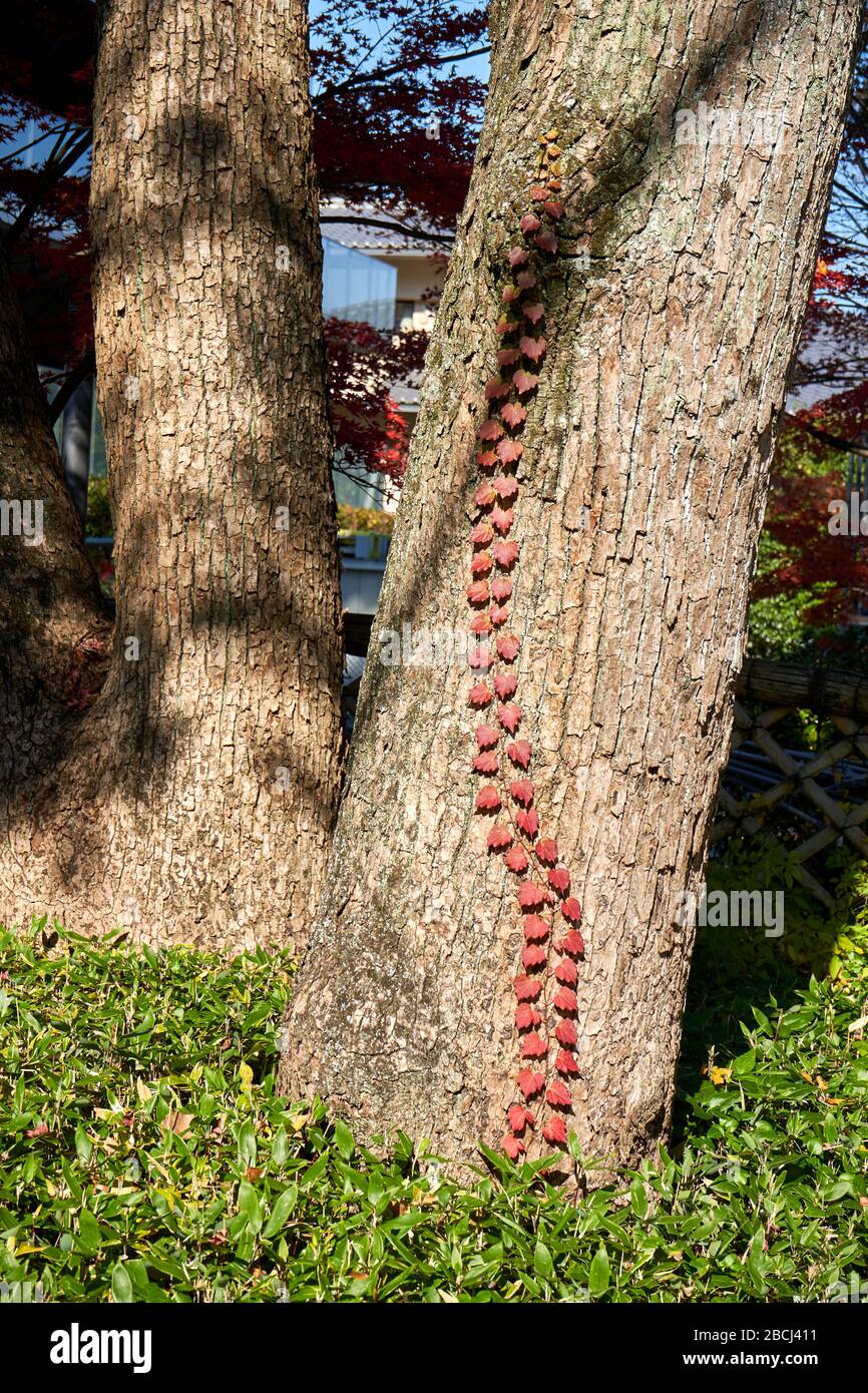 Erbaccia con foglie rosse che crescono sull'albero Foto Stock