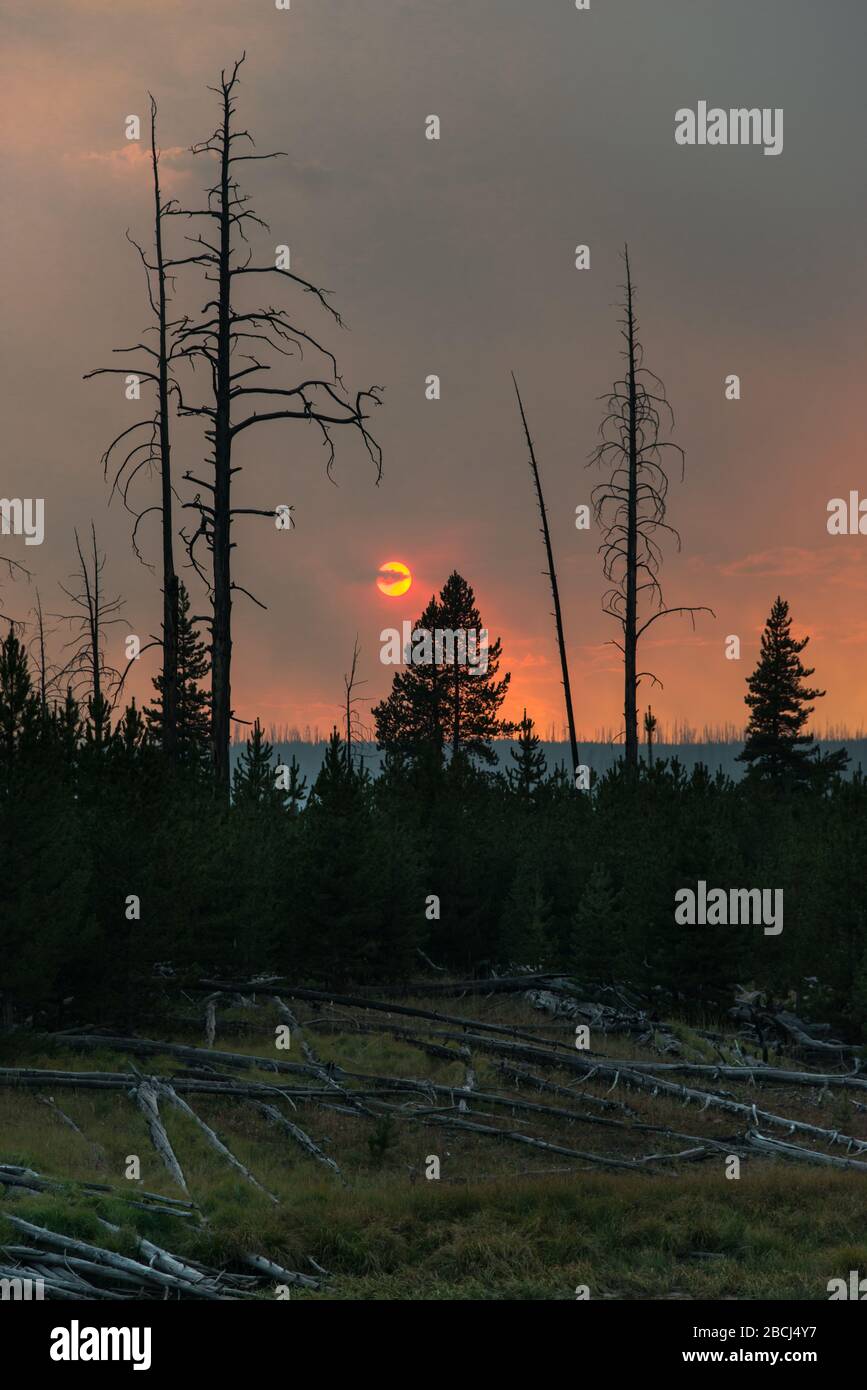 I pini delle lodgepole sono stati silhouette da un tramonto rosso fumetto causato da un incendio nella foresta nel Parco Nazionale di Yellowstone Foto Stock