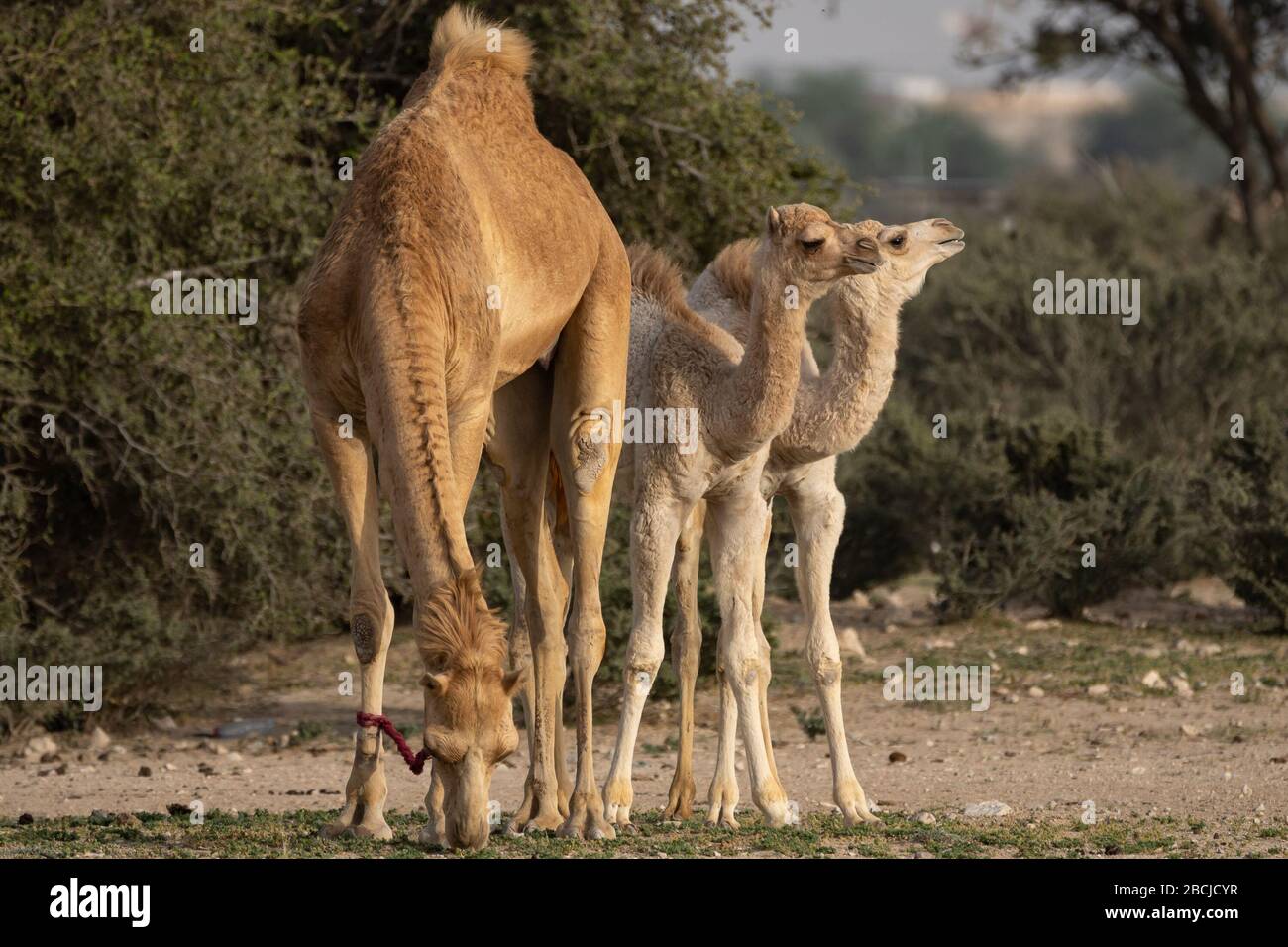 Cammelli domestici al pascolo nel deserto, nel Qatar meridionale Foto Stock