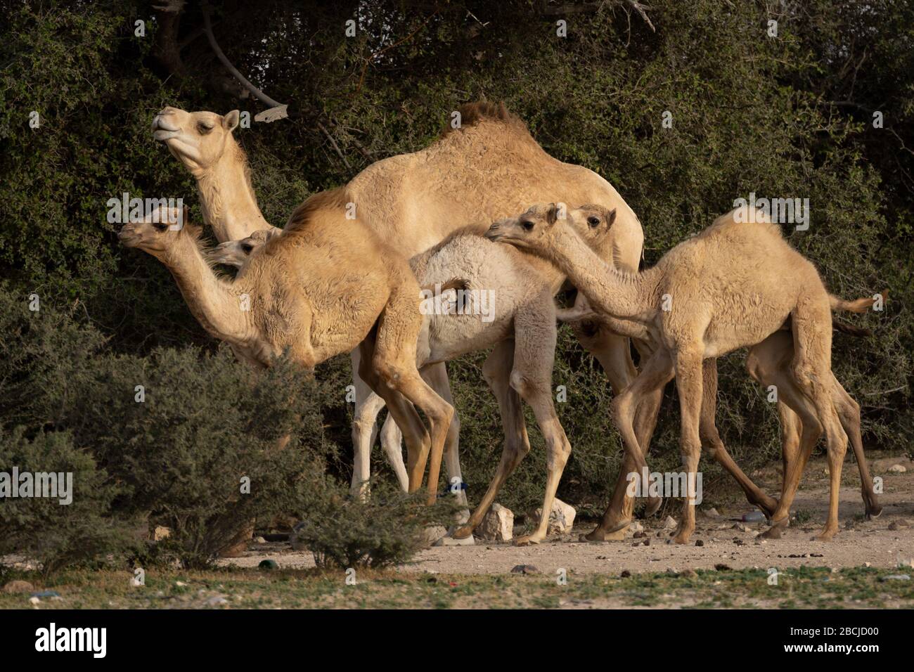 Cammelli domestici al pascolo nel deserto, nel Qatar meridionale Foto Stock