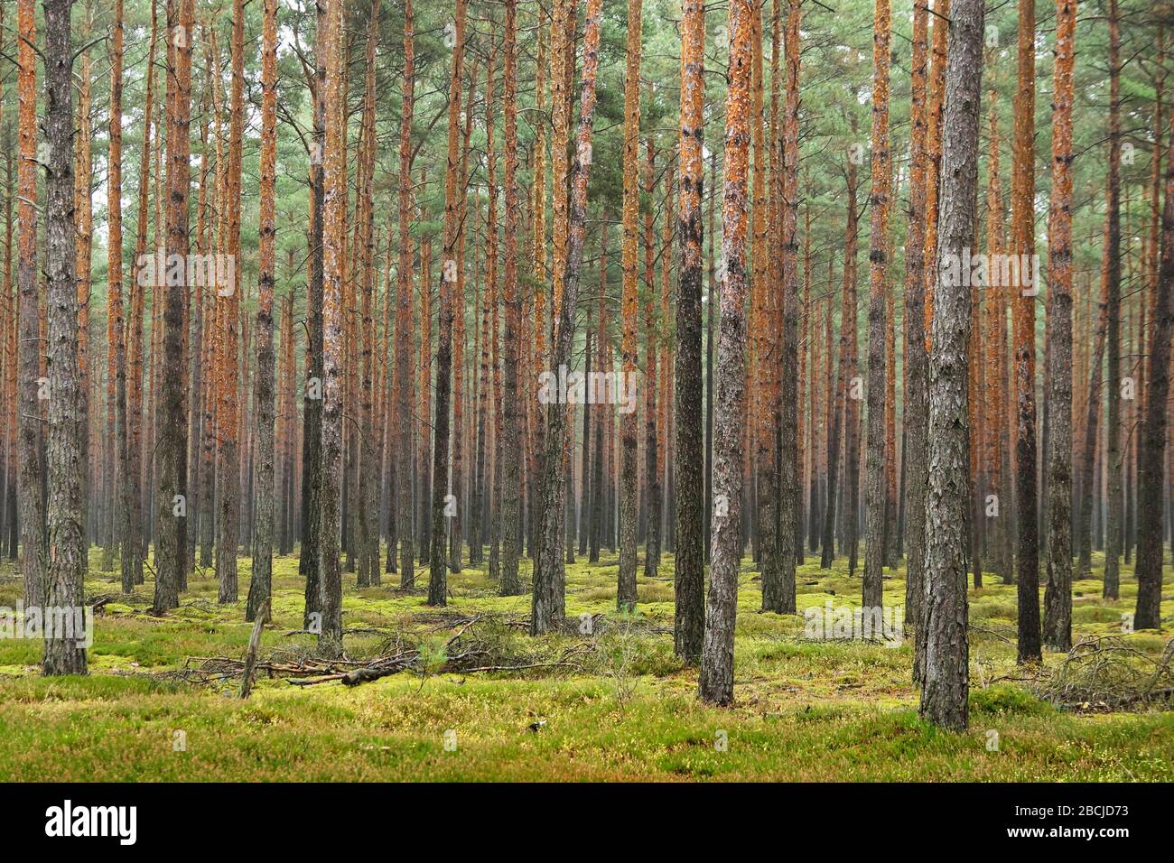 Farbiger Kiefernwald nel Brandeburgo Foto Stock