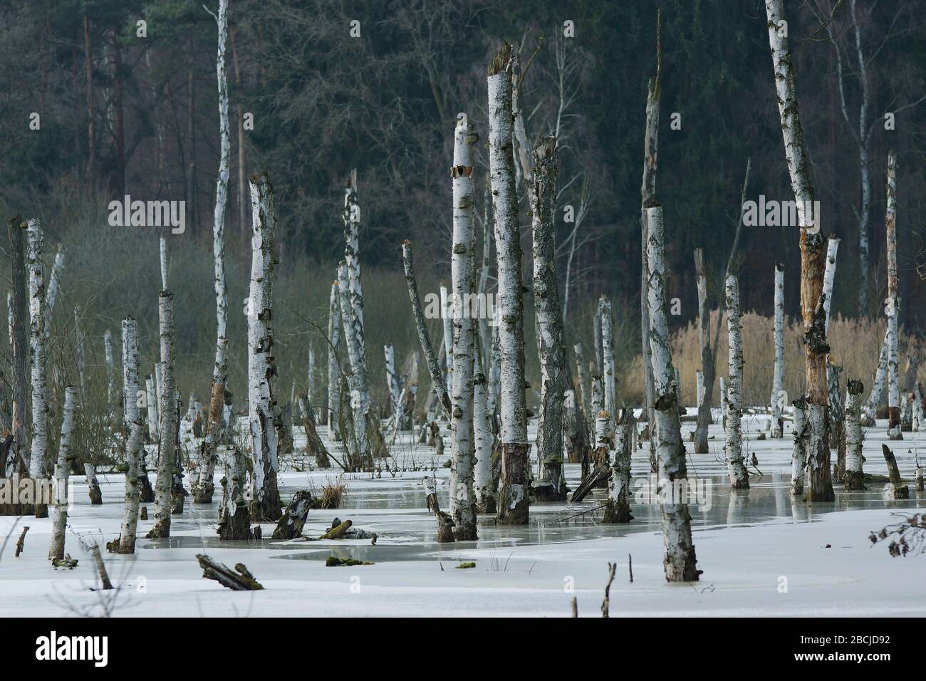 Gefrorenes Feuchtgebiet am Hellsee Foto Stock