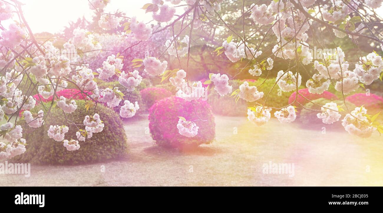 Sfondo sfocato di primavera con sakura e fiori azalea , così come l'uso di bokeh e filtro di colori rosa creano un umore gioioso. Foto Stock