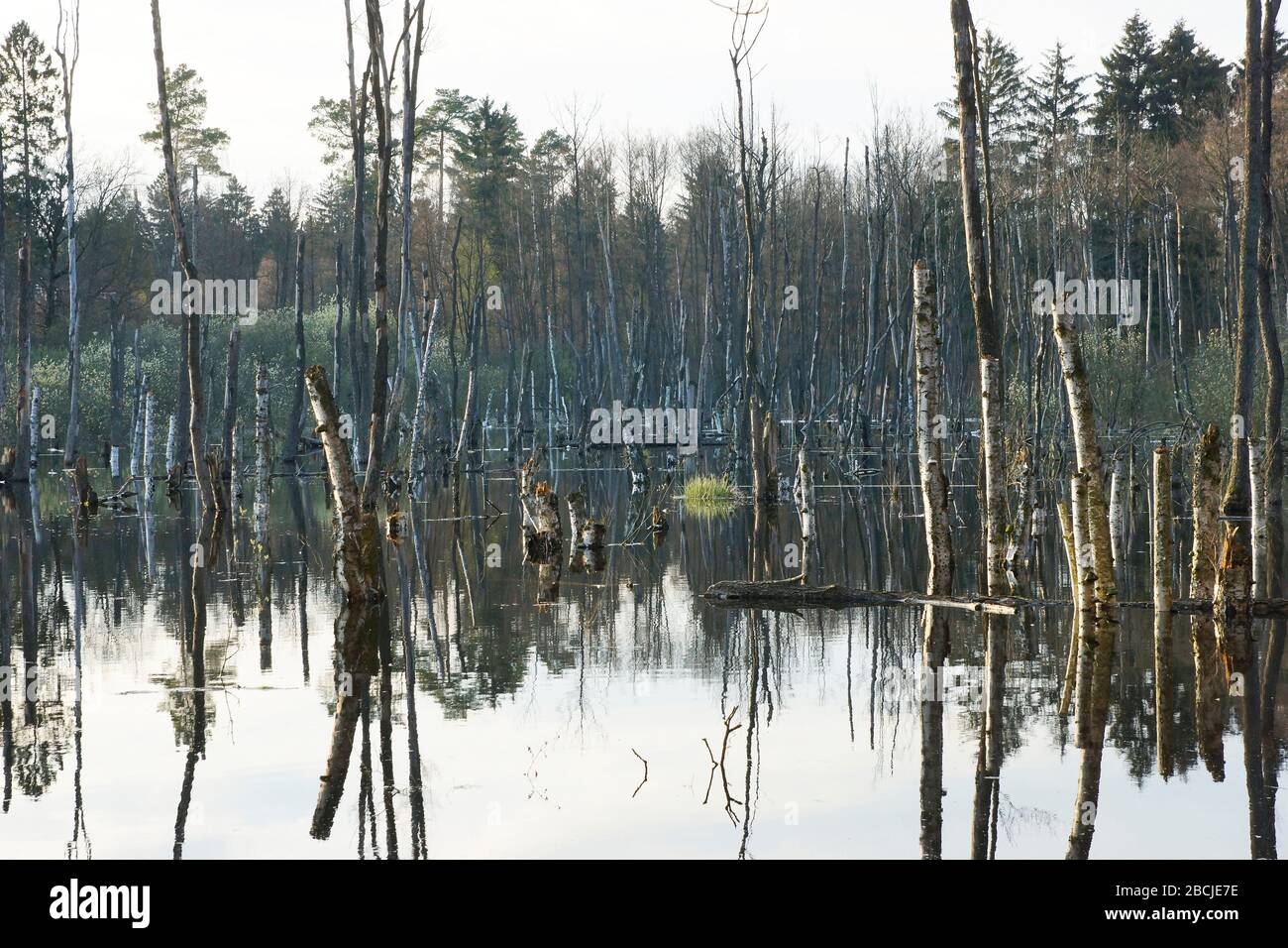Abgestorbene Bäume im Wasser / Biesenthaler Becken / Feuchtgebiet beim Hellsee Foto Stock
