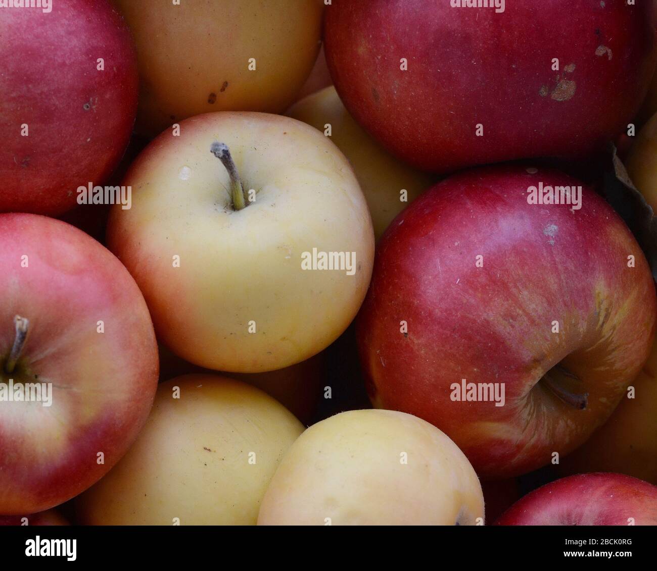 Mele sul mercato. Mele rosse biologiche fresche provenienti dal mercato agricolo locale. Mele sfondo texture condimento Apples in vendita. Foto Stock