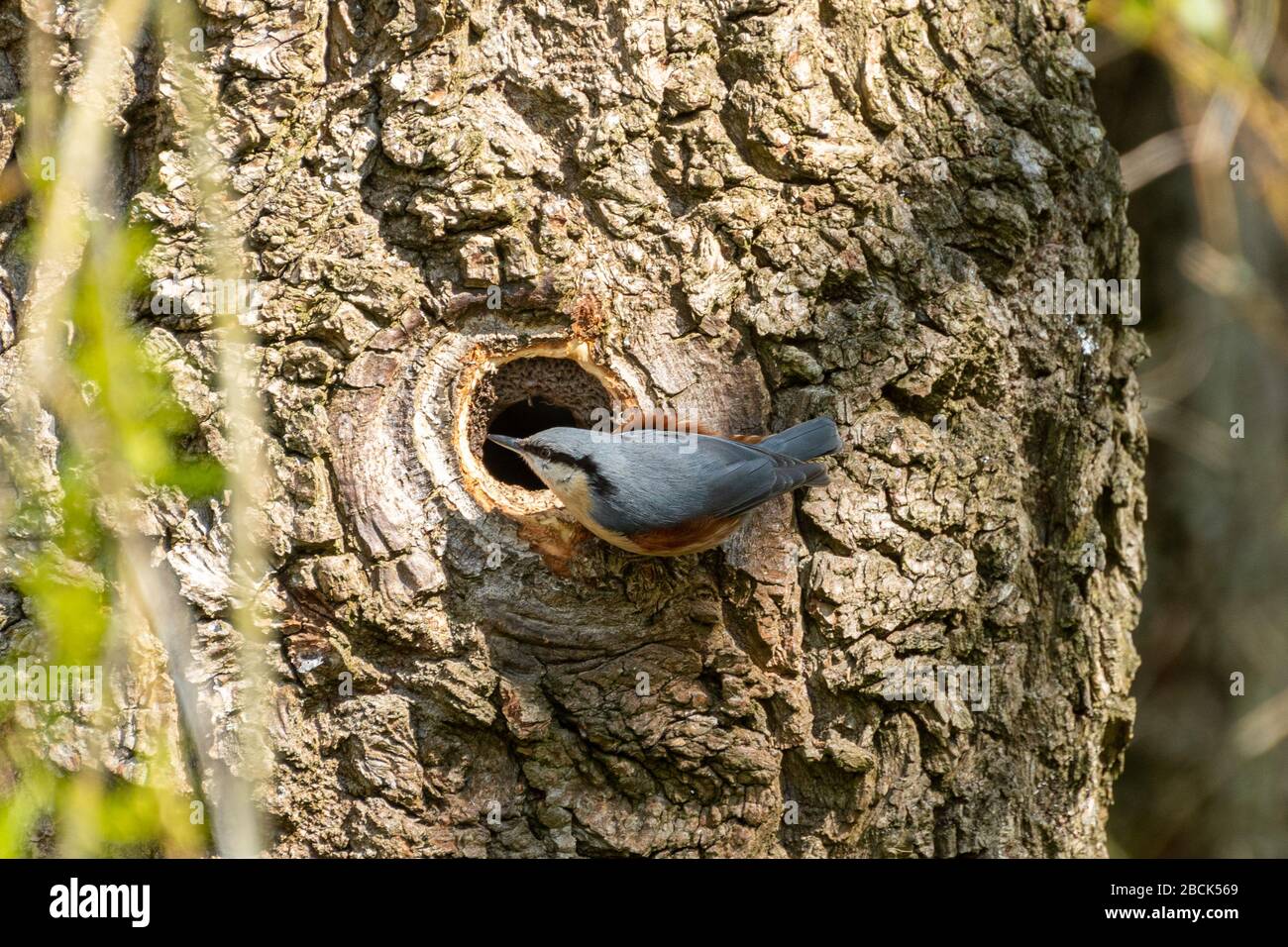 Nuthatch (Sitta europaea) accanto al suo buco nido in un tronco di salice pianto che intonacano fango intorno al foro per diminuire il diametro, UK Foto Stock