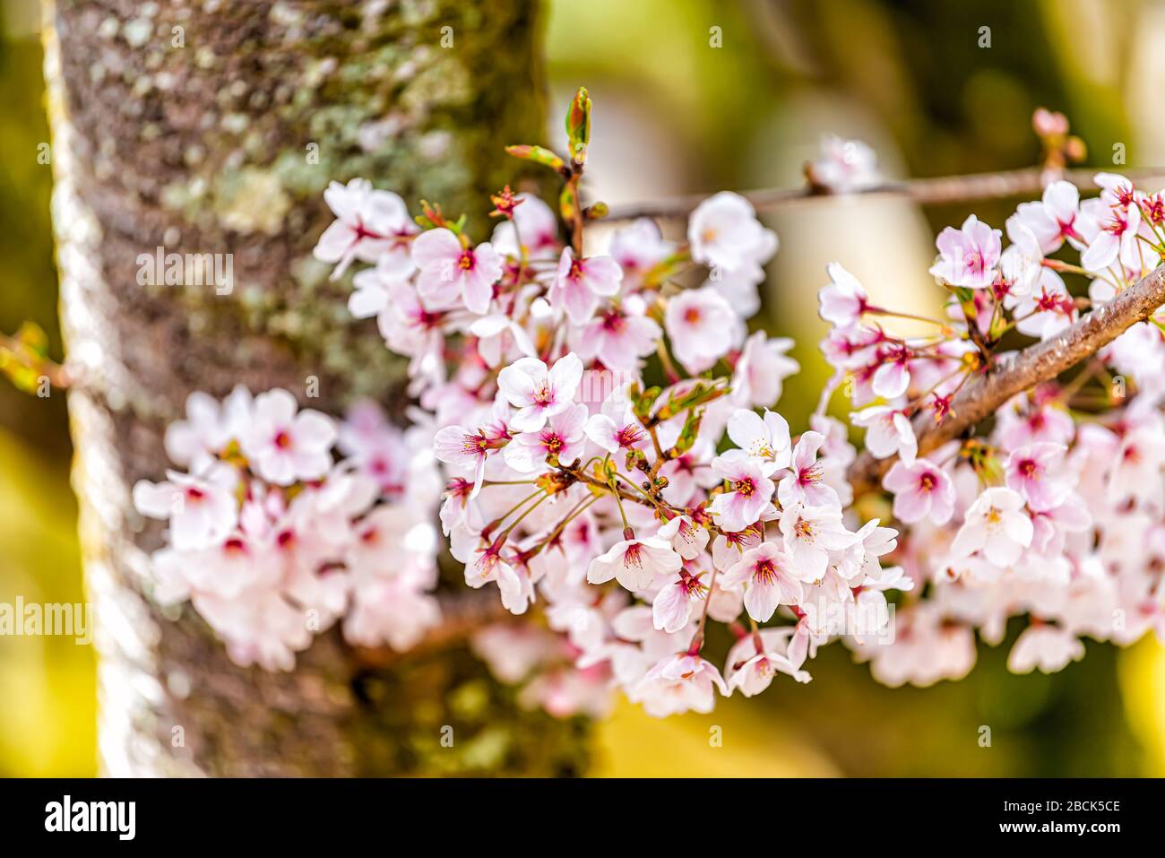 Macro closeup di fiori di ciliegio sakura fiori da tronco di albero al tempio di Ninna-ji santuario in primavera o primavera a Kyoto, Giappone Foto Stock