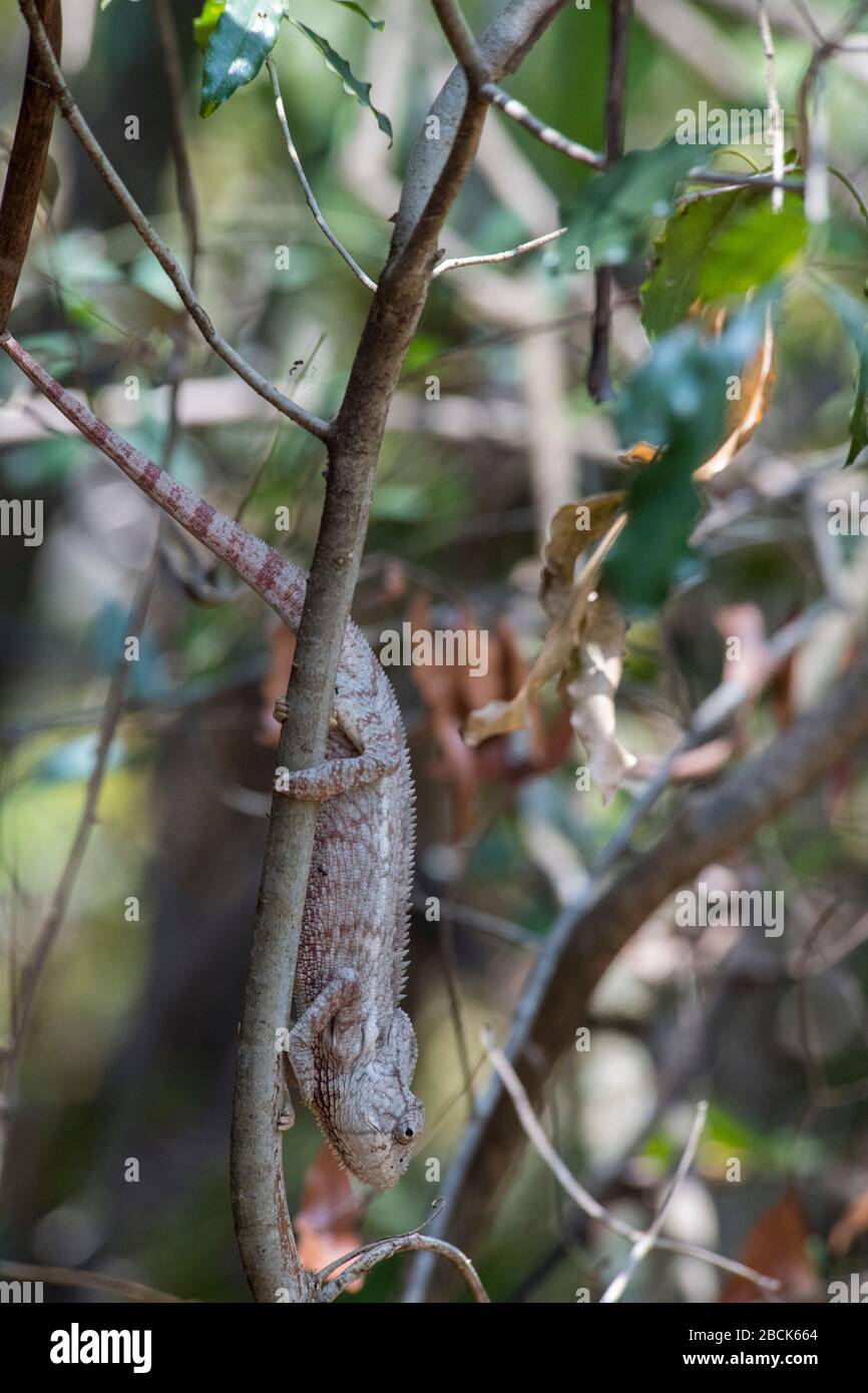 Africa, Madagascar, Ranohira (Isalo), Parco Nazionale di Isalo, Regione di Ihorombe. Chameleon. Foto Stock