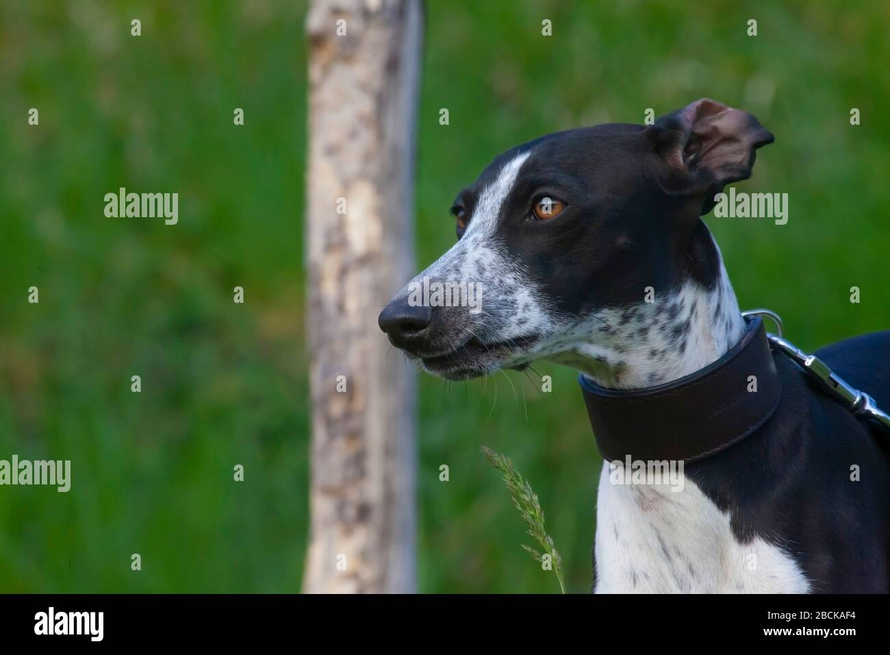 Foto di piccolo grigiastro Ruby prestando attenzione ai suoi dintorni Foto Stock