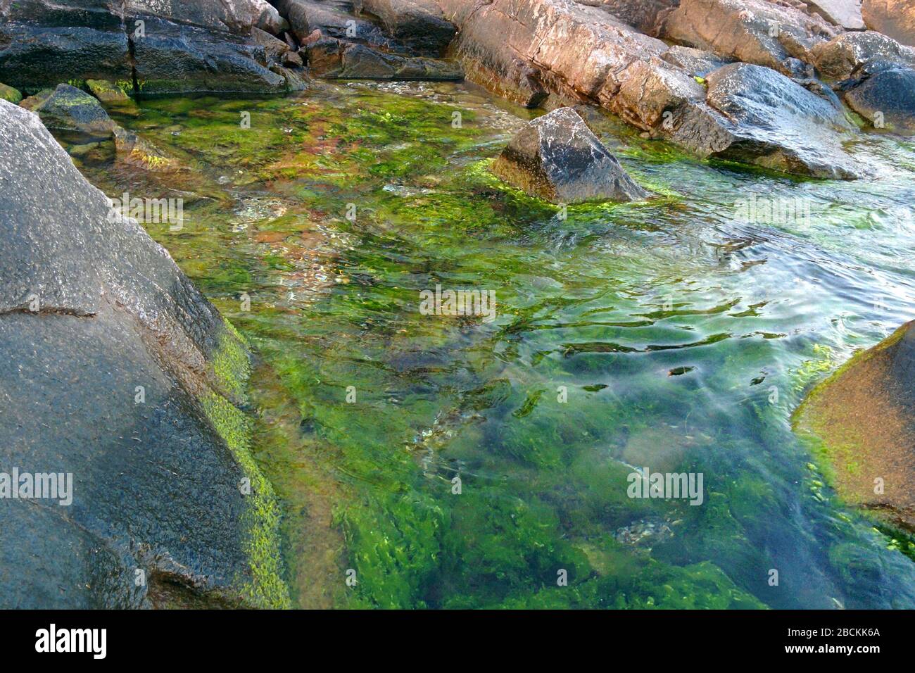 Alghe verdi e marroni in acque di mare limpide vicino alle rocce Foto Stock