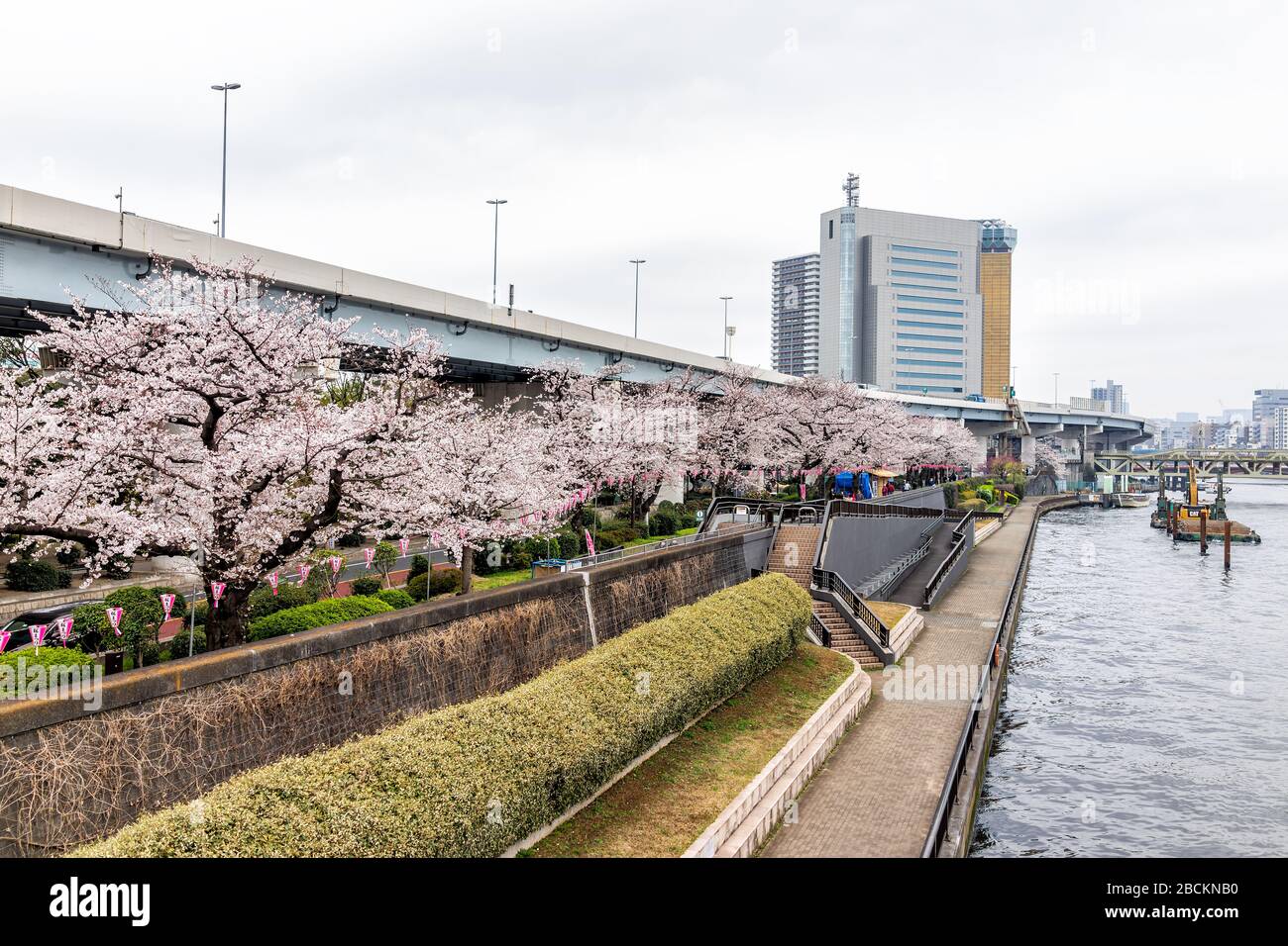 Tokyo, Giappone - 30 marzo 2019: Parco Sumida nella zona di Asakusa con alberi rosa di fiori di ciliegio nel centro e luci appese su carta ad angolo alto sopra la vista b Foto Stock