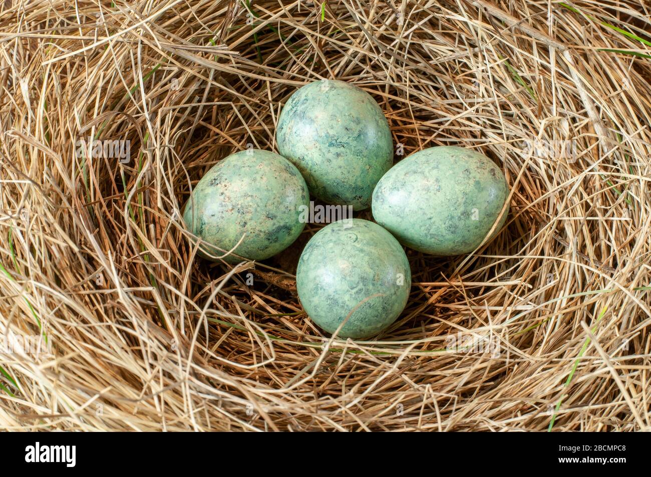 uova blu di una spinta, un uccello di canto, in un nido d'erba Foto Stock