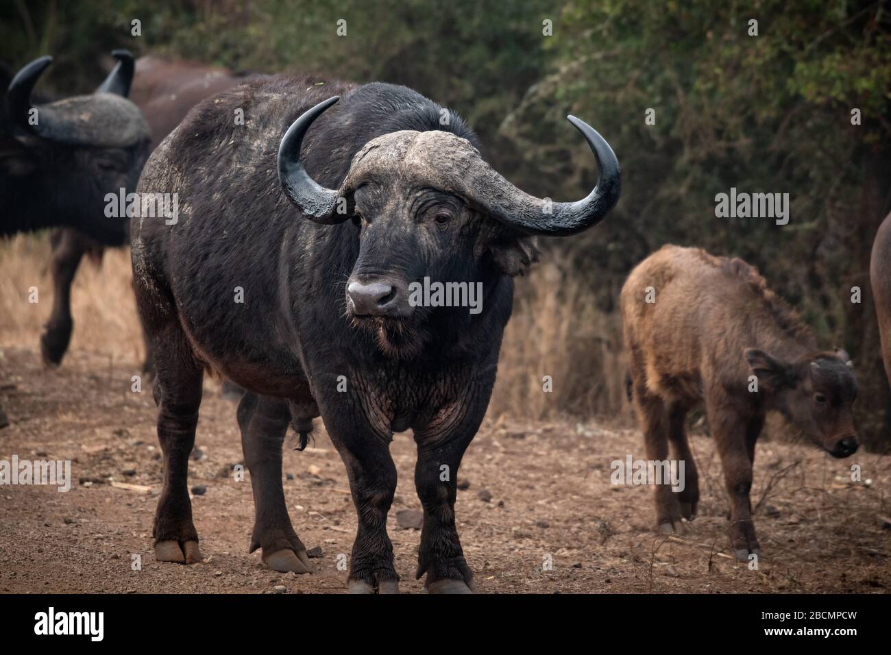 Bufalo selvaggio del capo in Africa Foto Stock