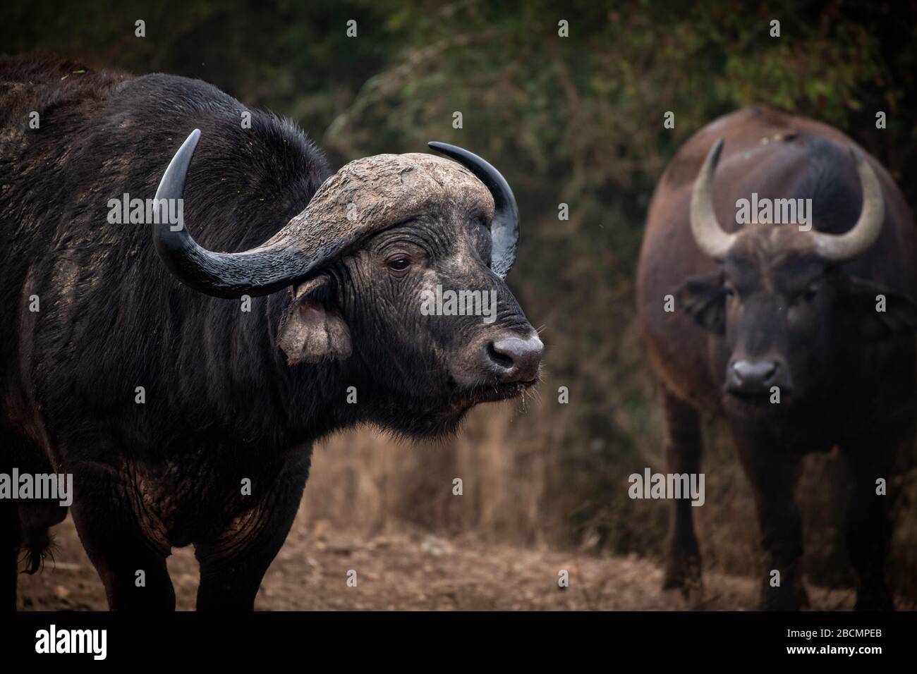 Bufalo selvaggio del capo in Africa Foto Stock