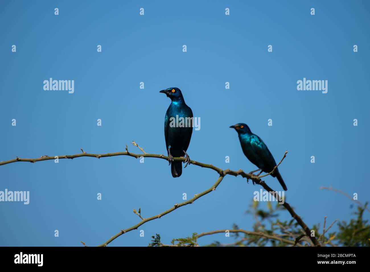 Cape glossy starling in Sud Africa. Foto Stock