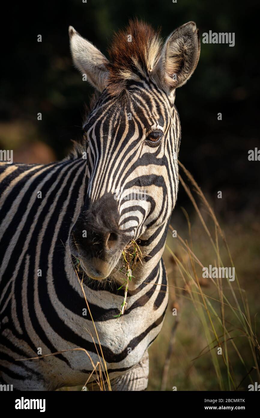 Zebre delle pianure selvagge in Sudafrica. Foto Stock