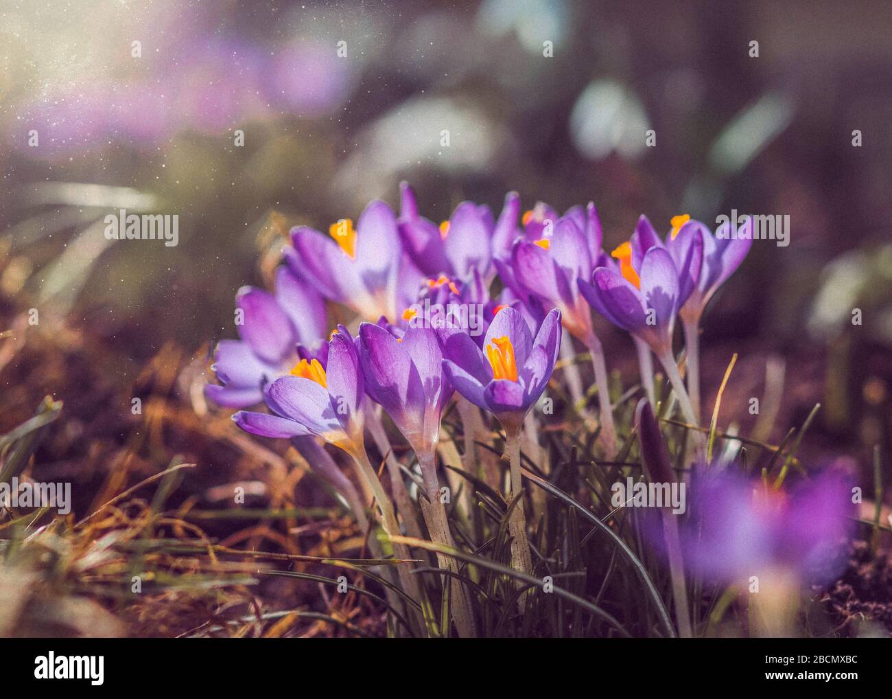 Fiori di crocus viola in giardino, risvegliandosi in primavera ai caldi raggi dorati della luce solare Foto Stock