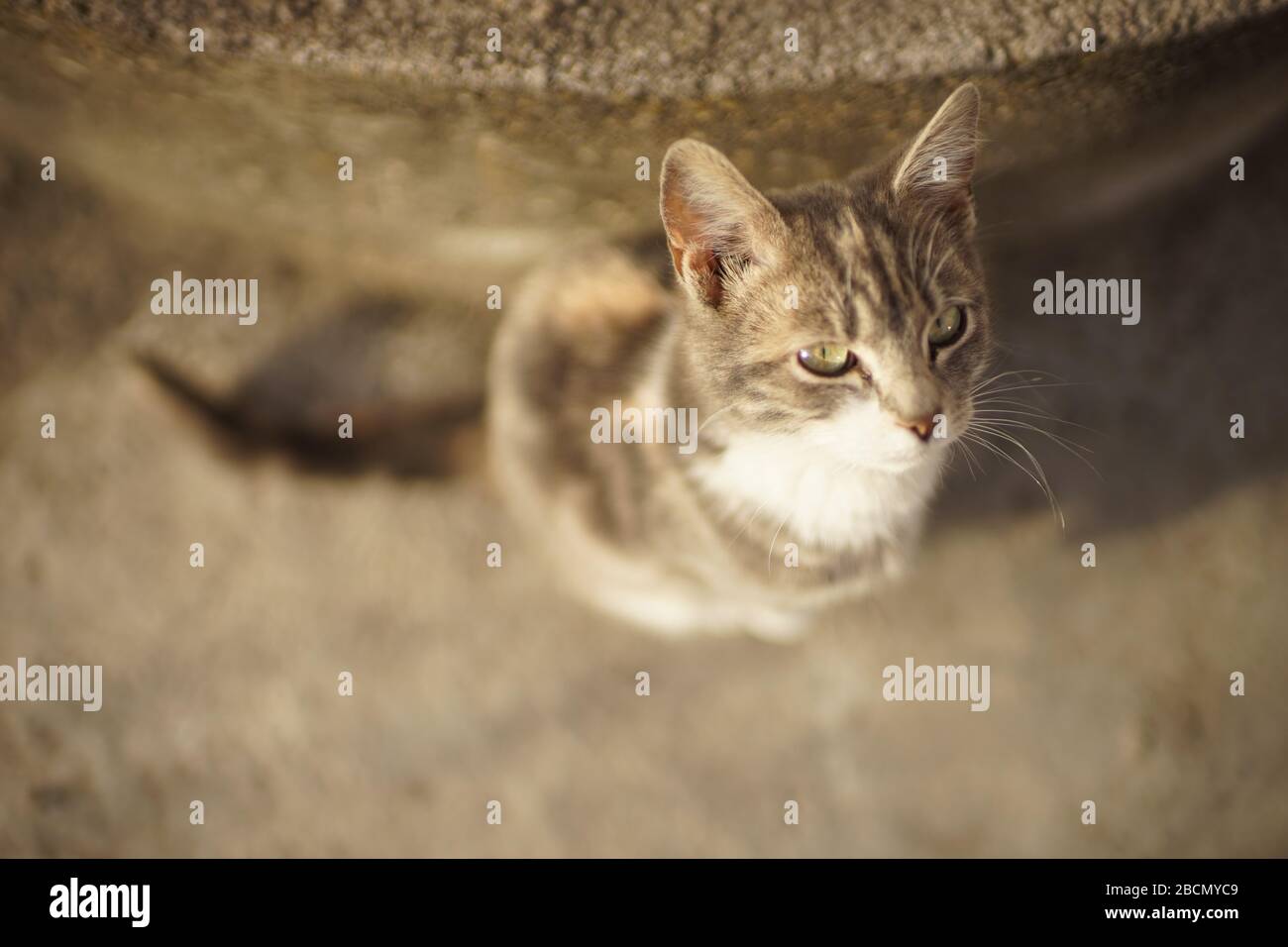 Bel ritratto giovane gatto cenere sulla scalinata di pietra all'aperto. Foto Stock
