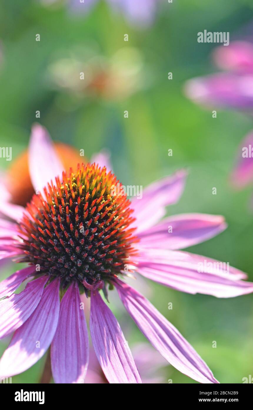 Luminoso e vibrante flower garden scena con close up di un pallido rosa Purple coneflower, Echinacea purpurea, famiglia Asteraceae. Profondità di campo. Foto Stock