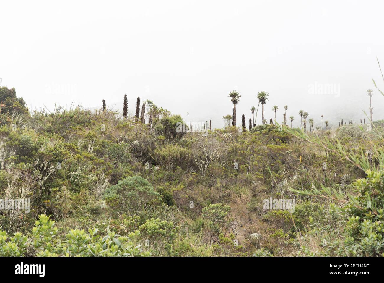 Parco naturale nazionale di Chingaza. Paesaggio di Paramo con vegetazione nativa, come puyas, puya goudotiana, e fragilejones, espeletia uribei. Colombia. Foto Stock