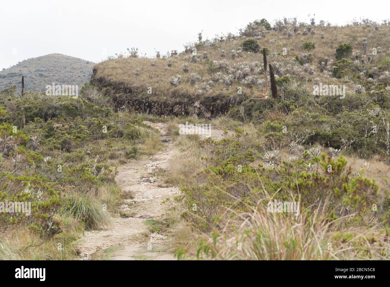 Parco Nazionale di Chingaza, Colombia. Paramo, sentiero attraverso un paesaggio di brughiere, con vegetazione autoctona ai suoi bordi e colline all'orizzonte Foto Stock
