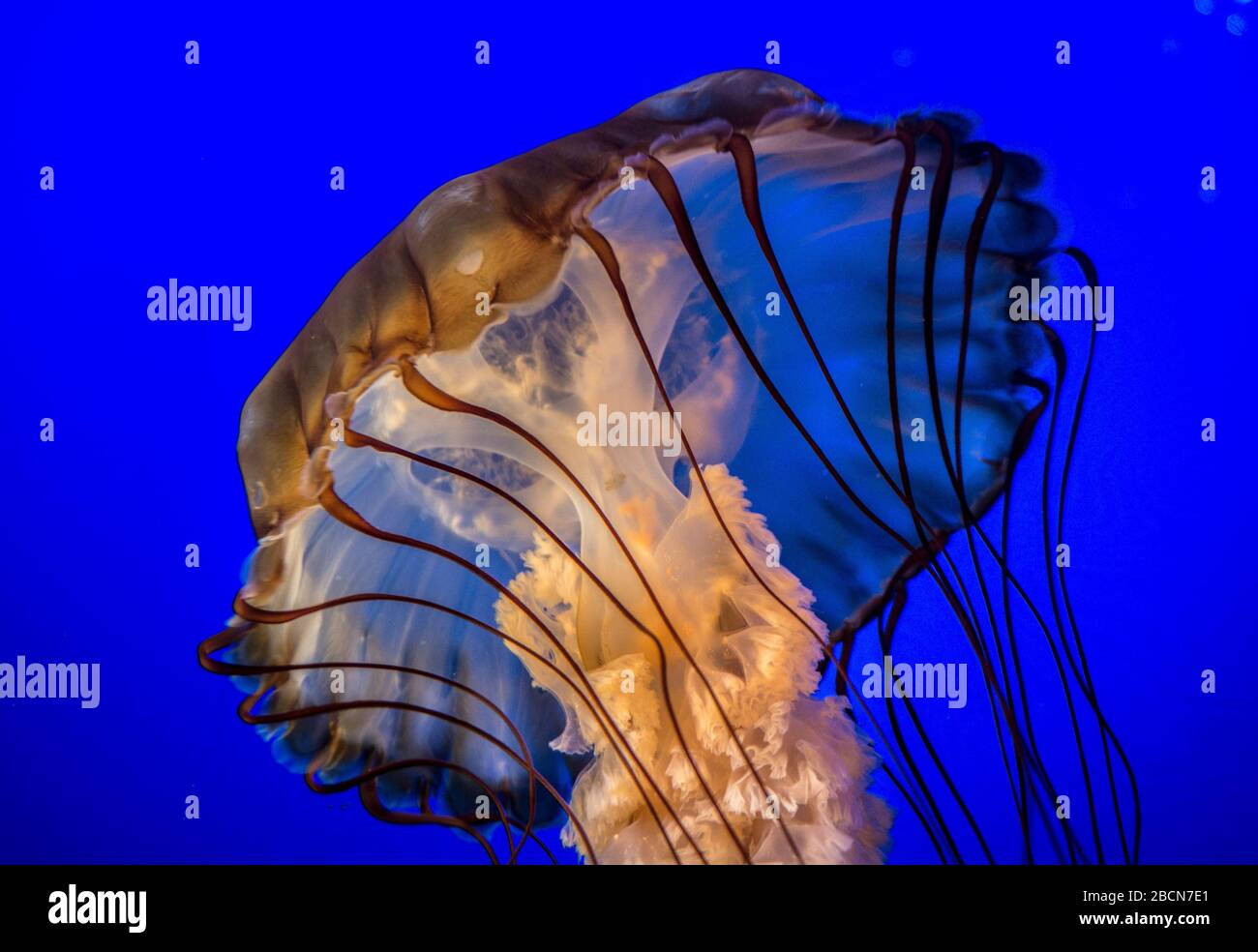 Maestoso giallo colorato enorme Jelly fix nell'oceano Foto Stock