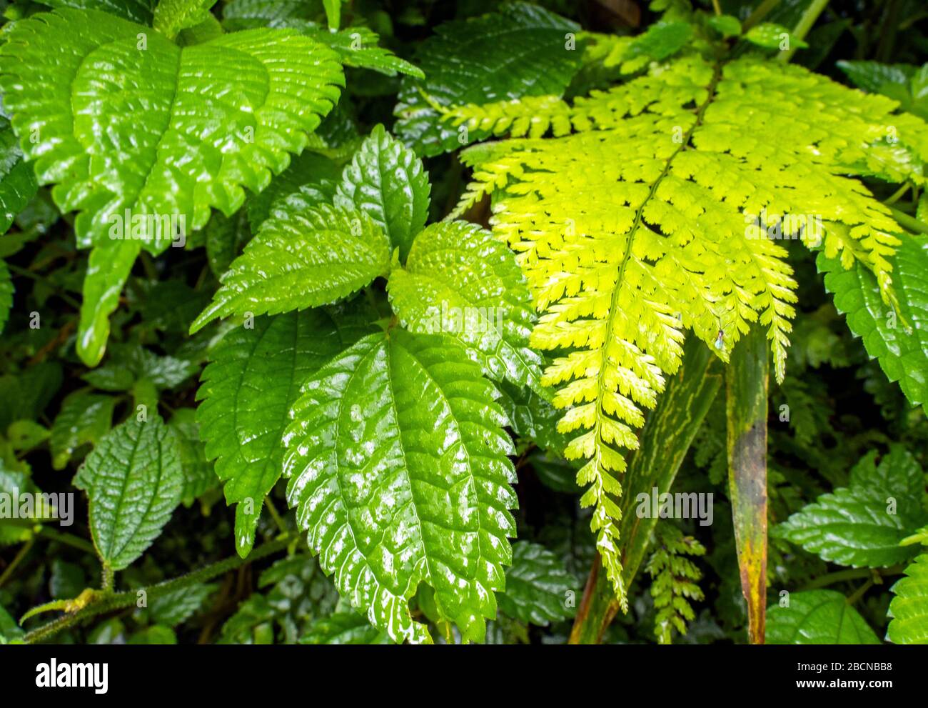 Darjeeling è una città dell'India di 7.944 abitanti, situata nello stato federato del Bengala Occidentale. Foto Stock