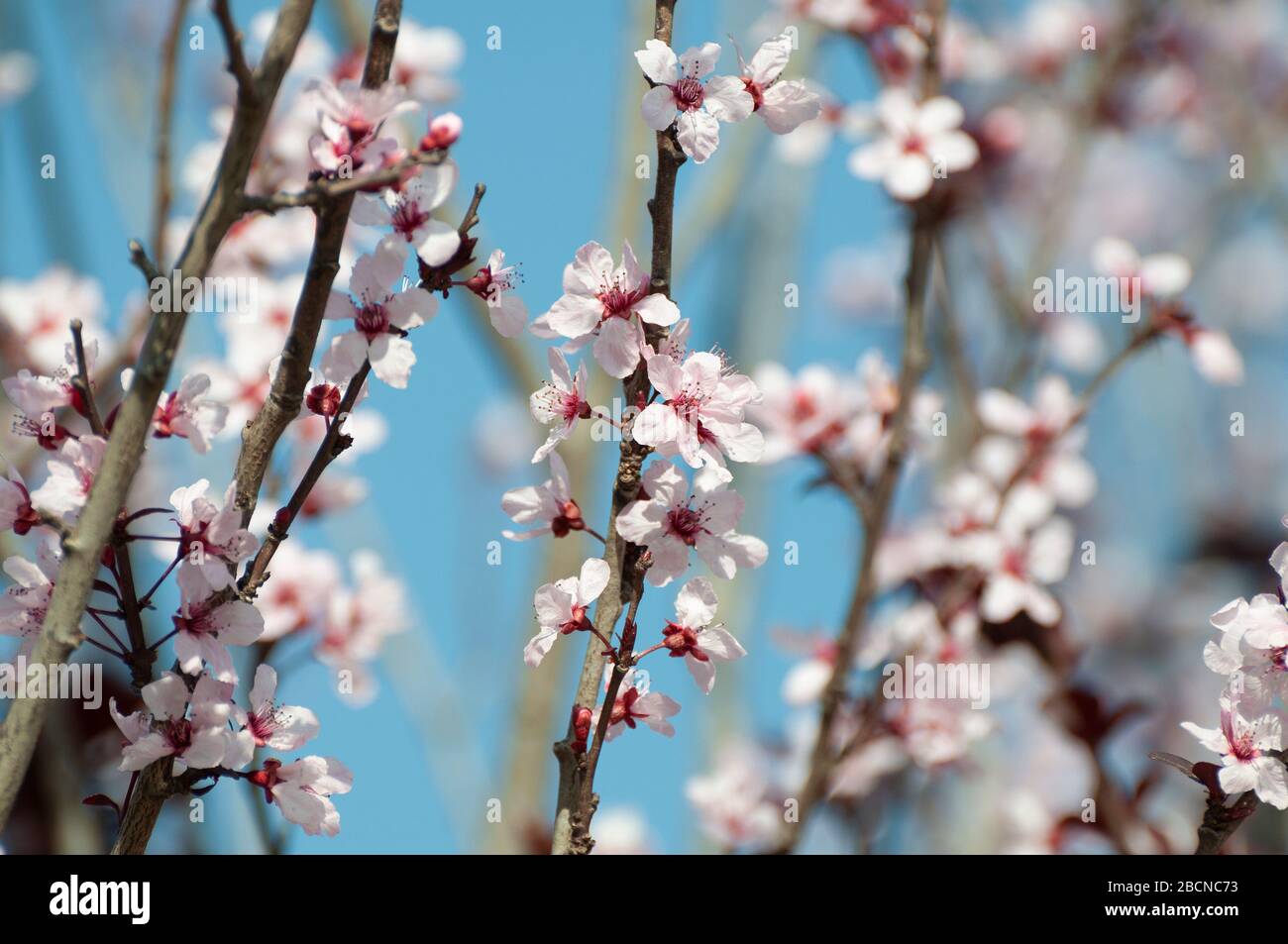 Susina mirobalana all'altezza della sua fioritura Foto Stock