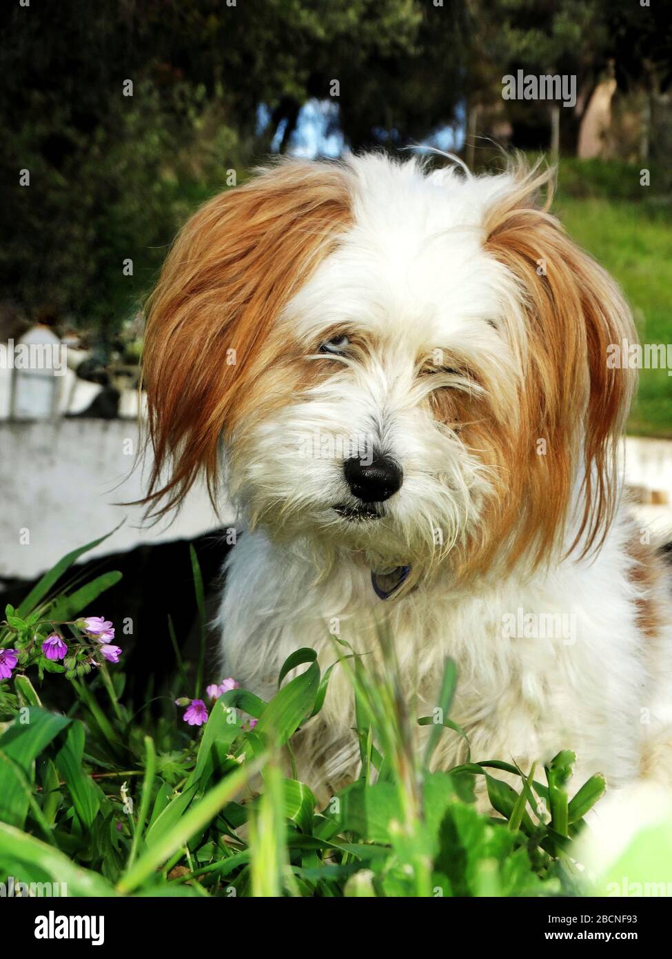 Primo piano testa e spalle sparato di un Terrier maltese con crema e caramello colorato lungo cappotto capelli cercando carino in erba con fiori di primavera Foto Stock