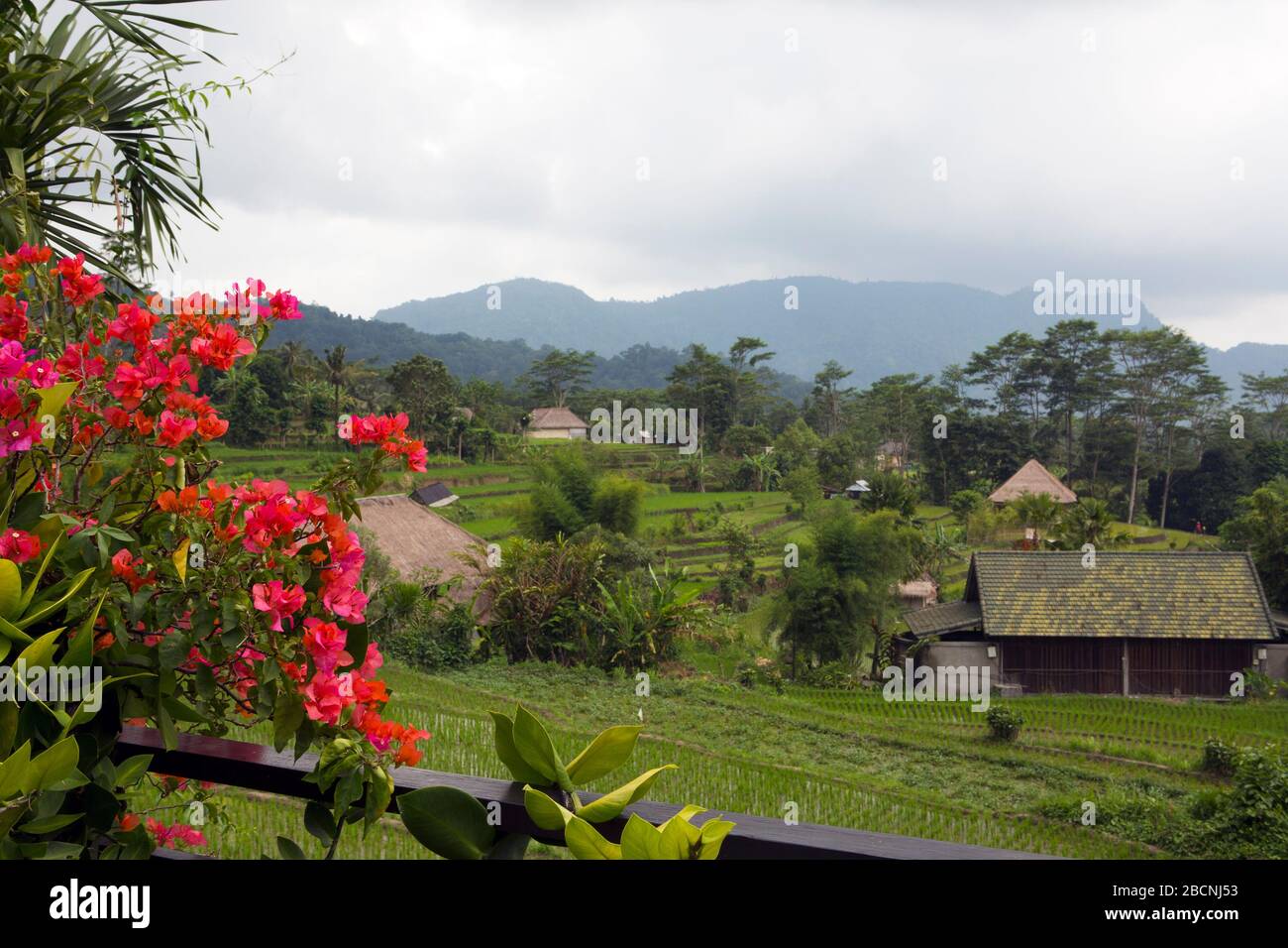 Rododendro fiorente in primo piano in primo piano e natura tropicale in una giornata nuvolosa. Bali Indonesia Foto Stock