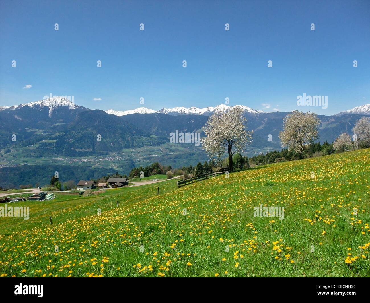 Prato di fiori selvatici in primavera vicino a Verano, Alto Adige Foto Stock