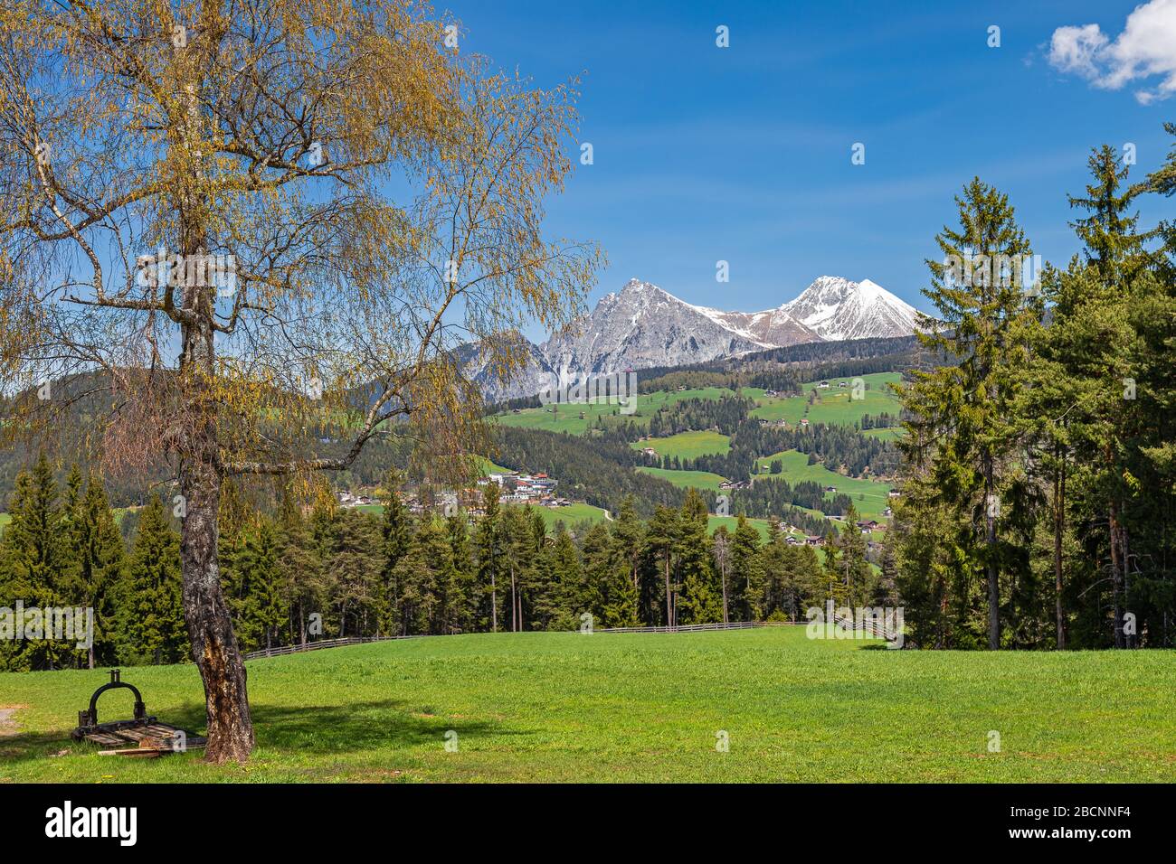 Prato in primavera vicino a Verano, Alto Adige Foto Stock