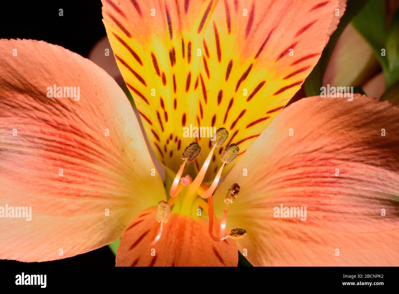 Le stampe di un fiore primo piano macro foto Foto Stock