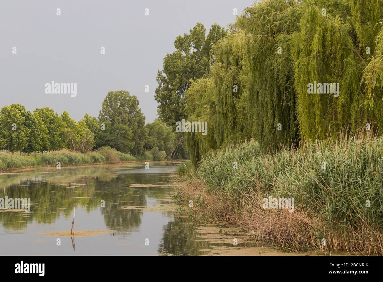 Canna verde vicino alla riva del fiume in autunno. Foto Stock