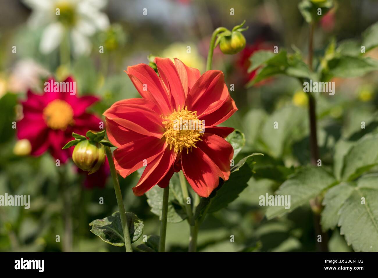 Girasole rosse in giardino nelle stagioni primaverili Foto Stock