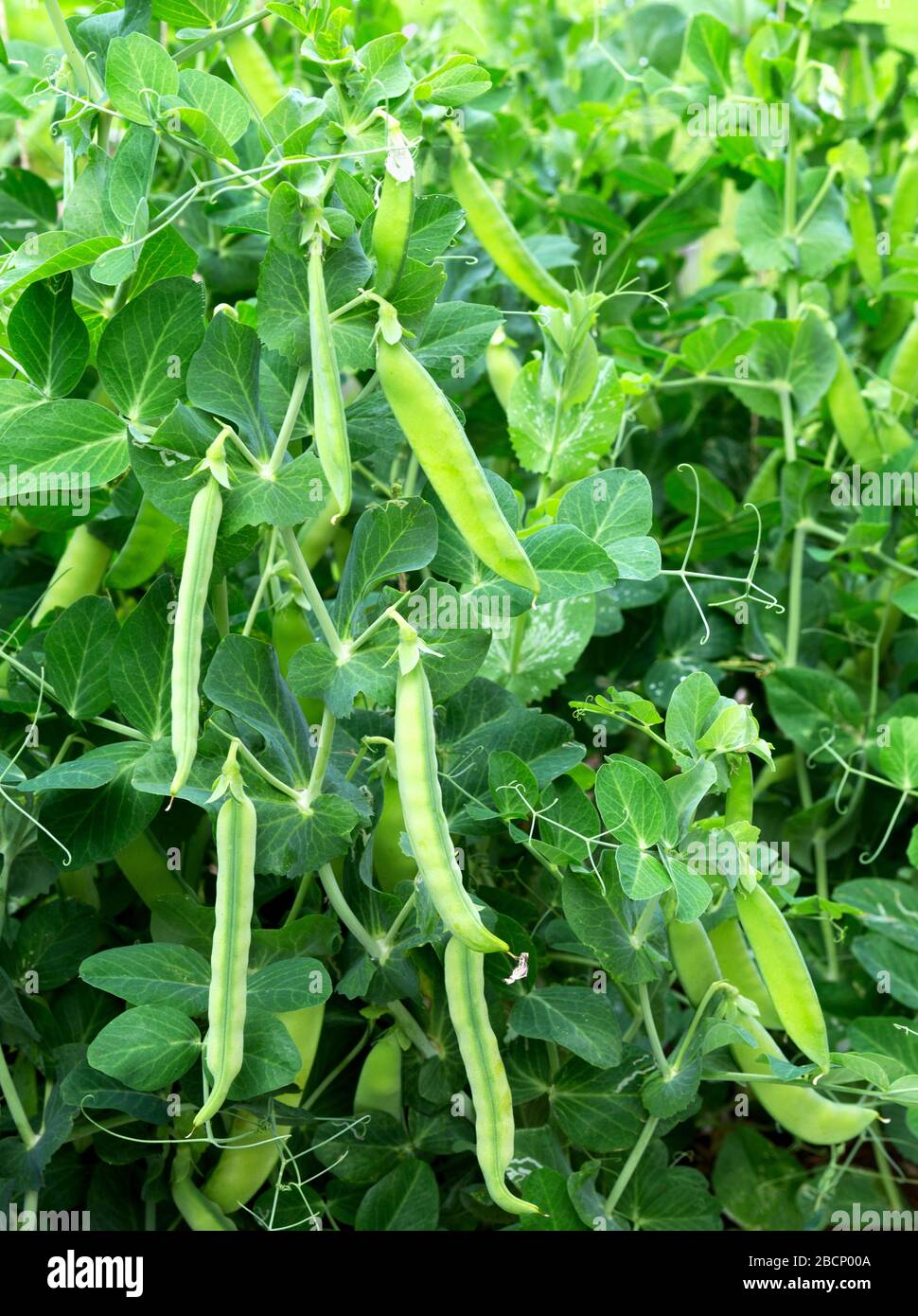 Pianta di piselli che cresce sulla fattoria. Cialde di piselli verdi giovani. Piselli dolci (pisum sativum). Foto Stock