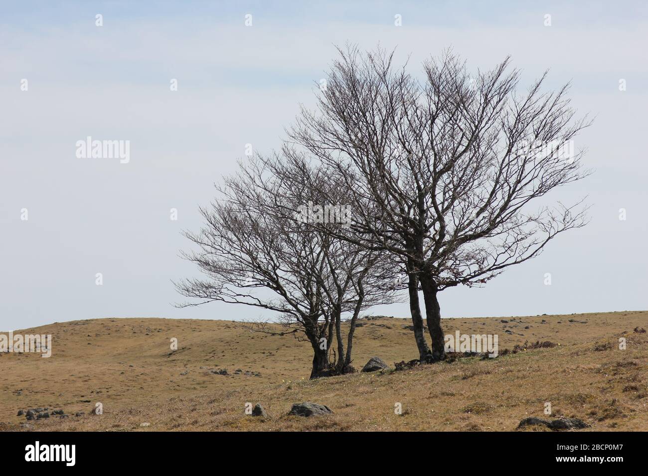 Alberi in inverno sul altopiano Aubrac, Aubrac, Aveyron, Occitanie, fra, ce, Europa. Foto Stock