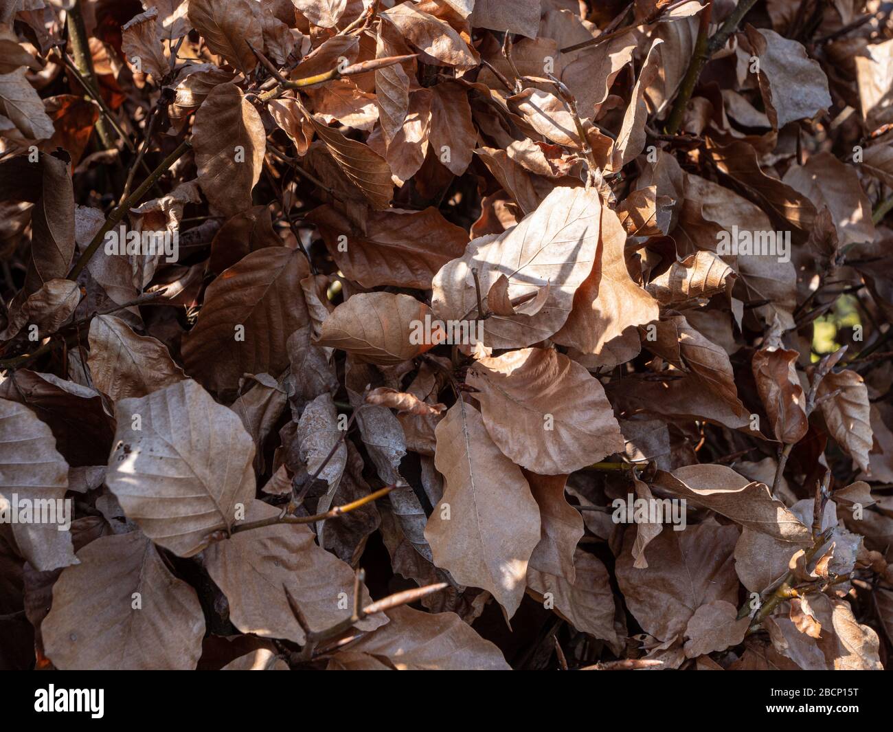 Una siepe di rame Faggio, Fagus sylvatica con sole che mette in luce una foglia. Foto Stock