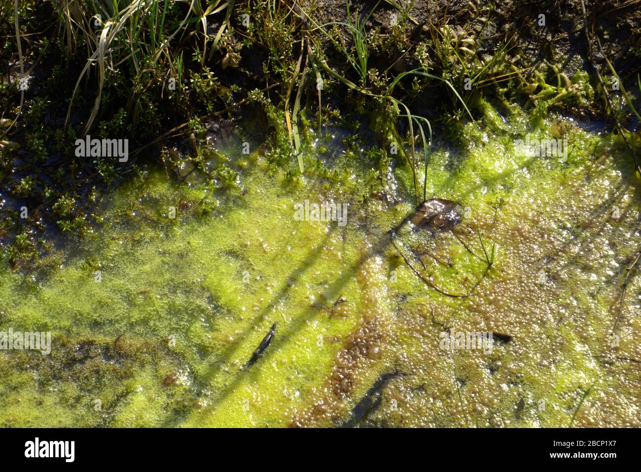 le alghe verdi fioriscono nel torrente di marea, le alghe si stagliano in acqua stagnante nel sole di primavera Foto Stock