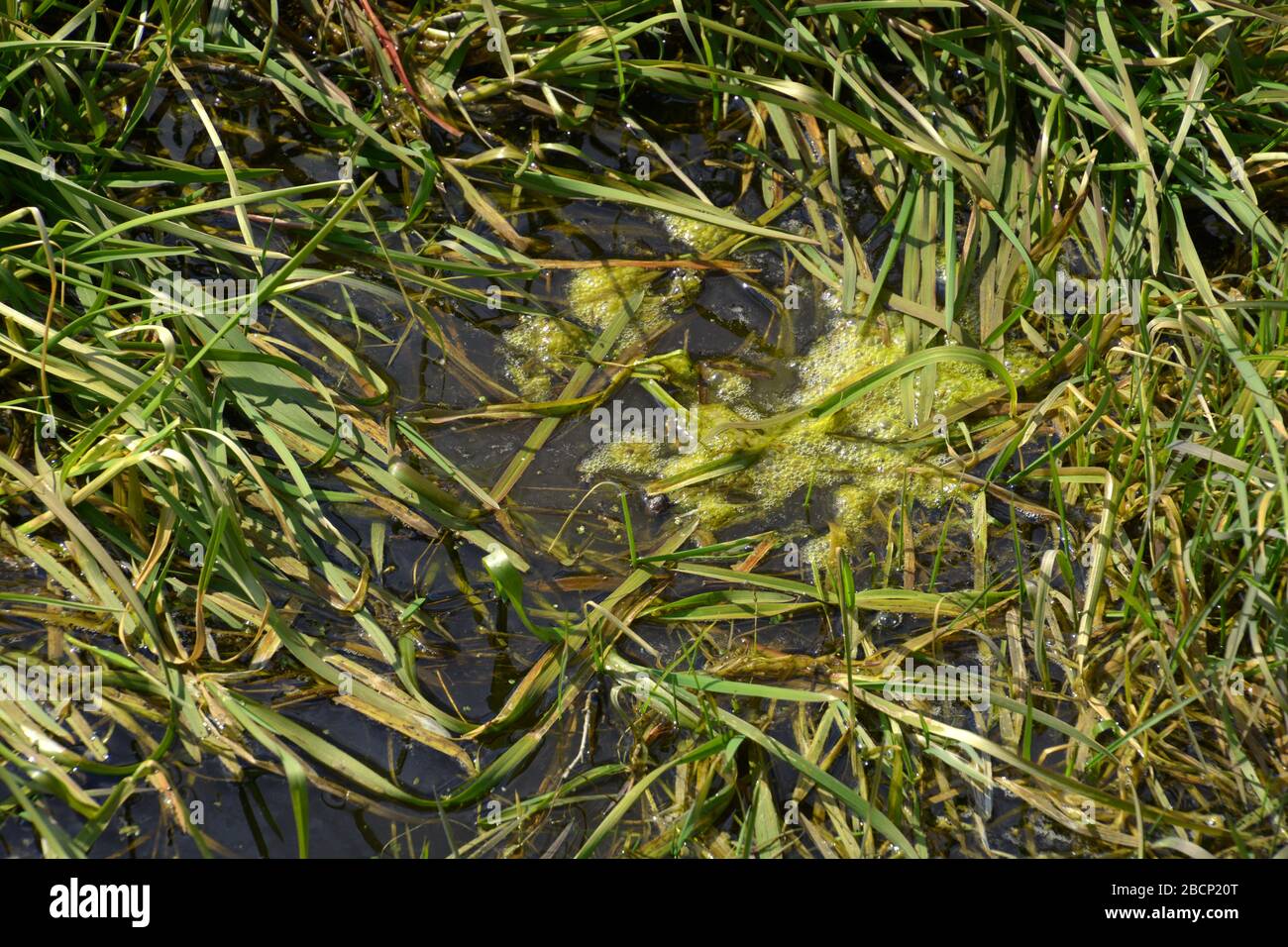 alghe verde calce con bolle d'acqua in prato, alghe calce in acqua stagnante marea al sole primaverile Foto Stock