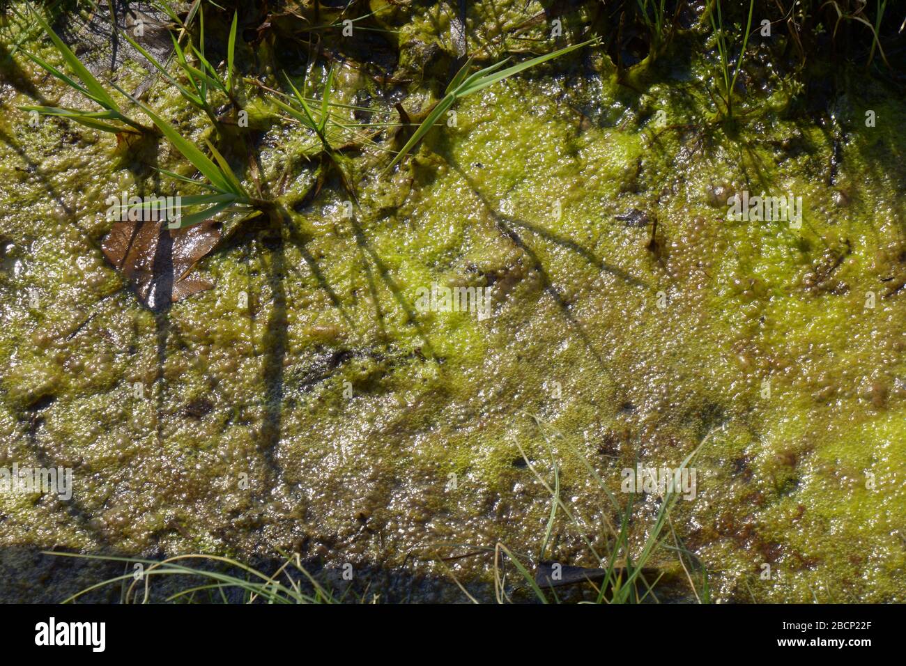 alghe in acqua stagnante marea al sole primaverile, tappeto di alghe verdi Foto Stock