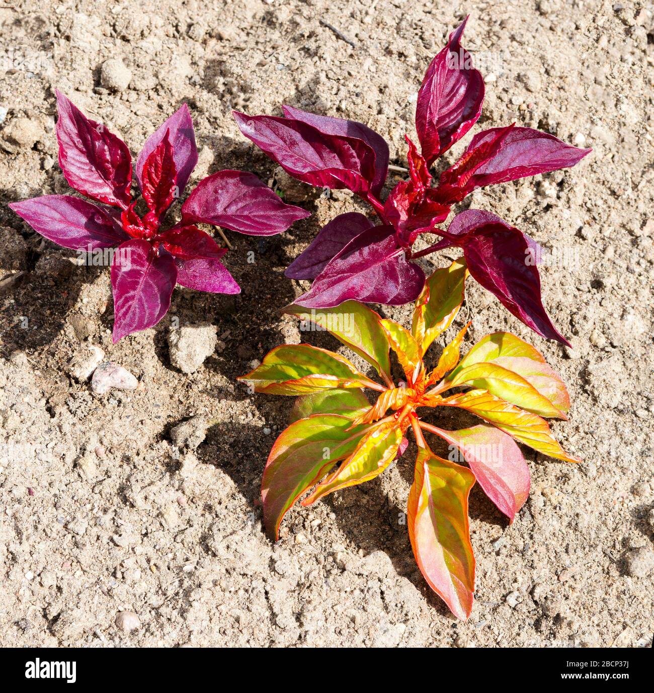Giovane foglia colorata di fiori in giardino al mattino di sole. Piante di fiori in una giornata di sole. Foto Stock