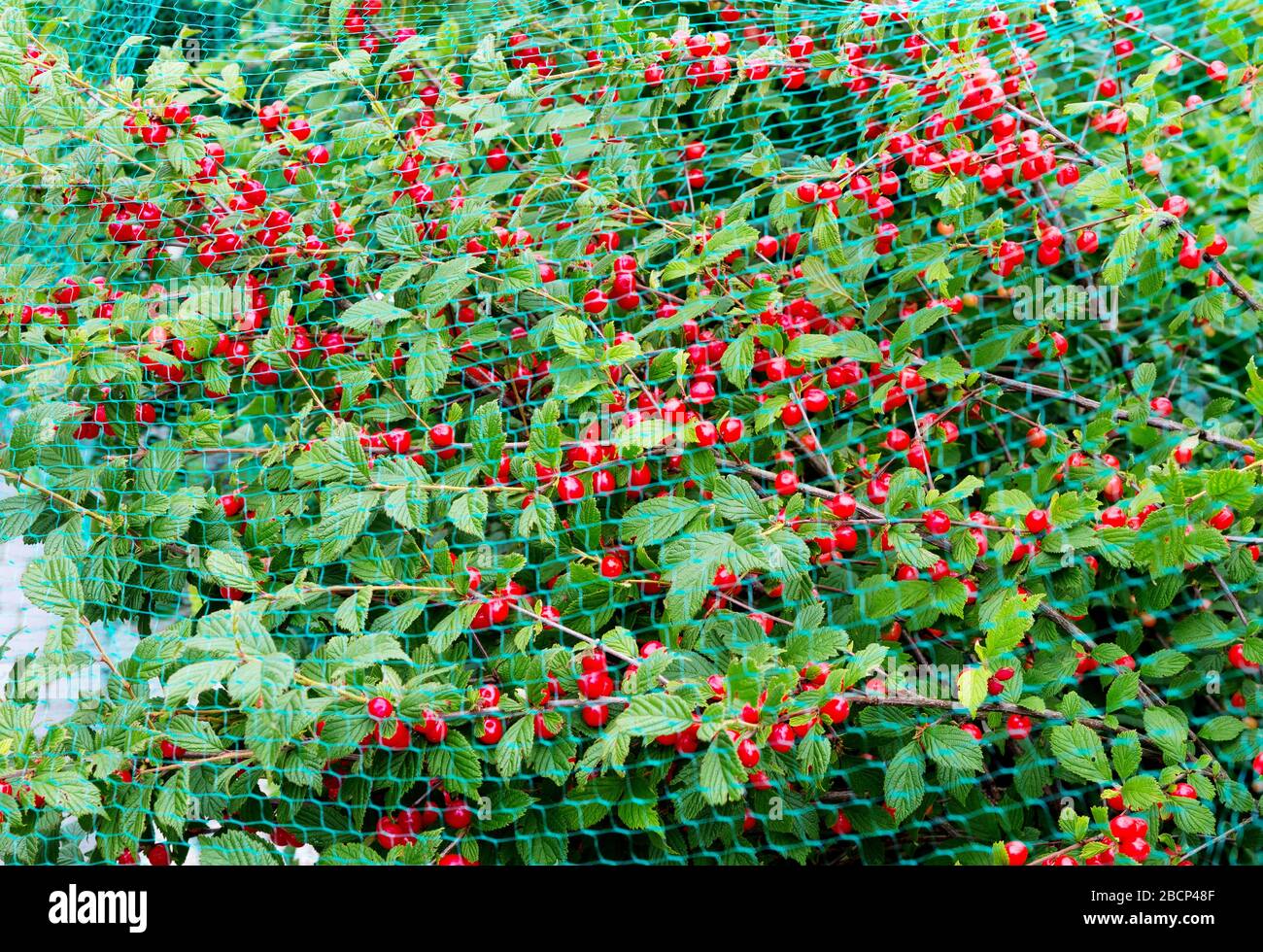Orient ciliegia ricoperta di rete protettiva dagli uccelli, protezione della raccolta in giardino. Foto Stock
